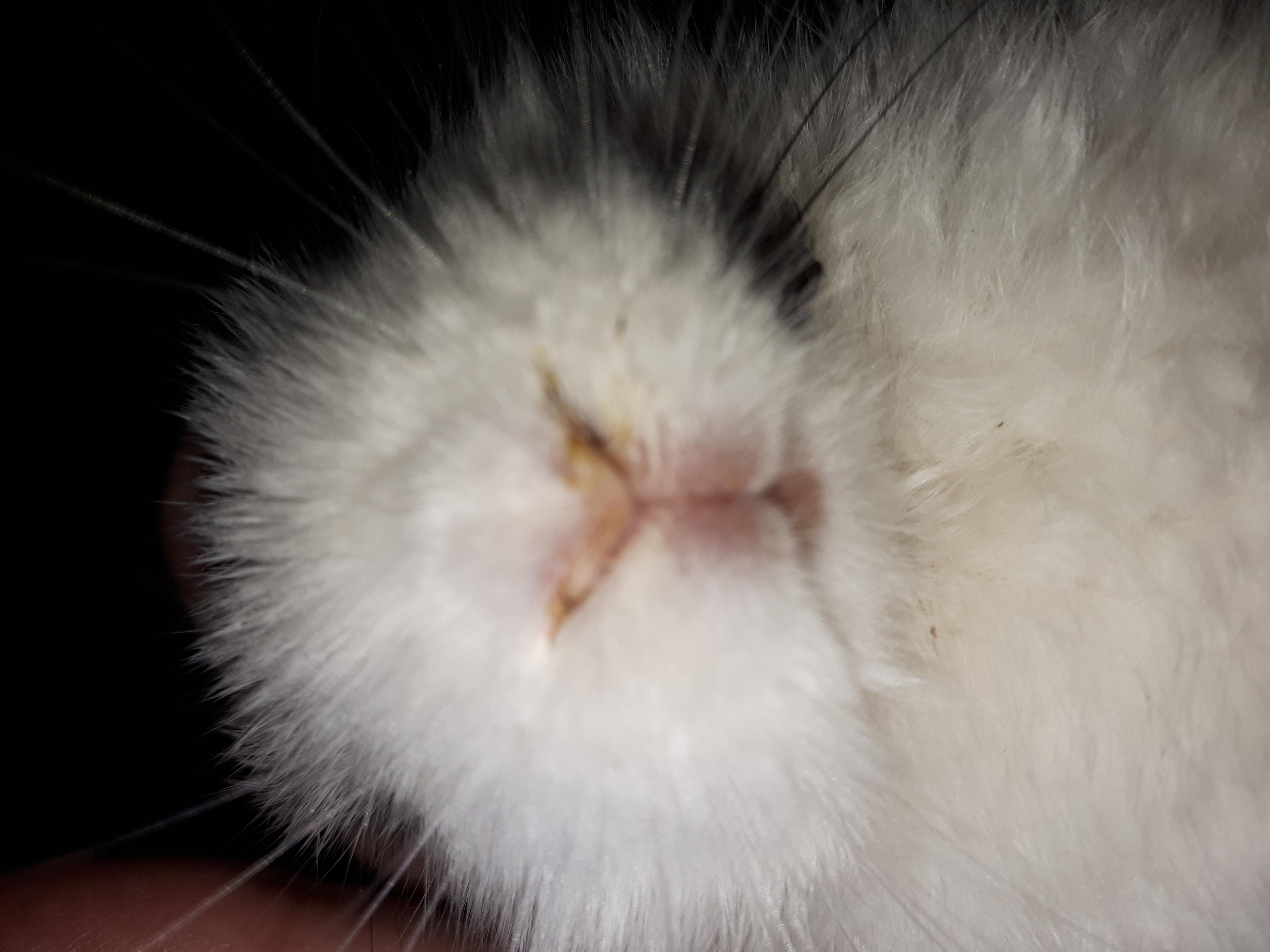 Picture Idea: My Rabbit Is Sneezing With White Discharge Allergies Or Infection