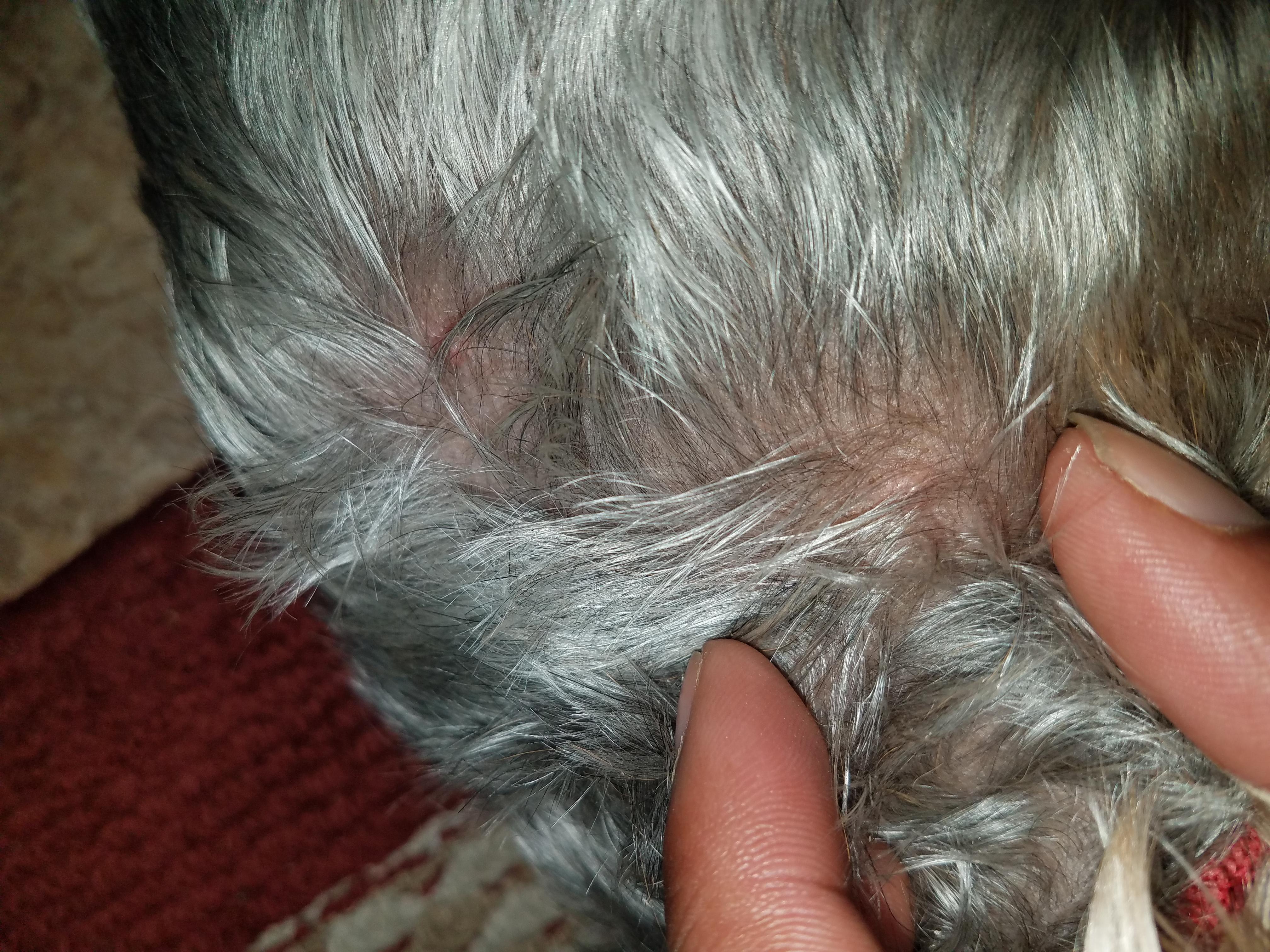 What Are Bumps on Your Dog's Back? Serious or Benign? | Petco