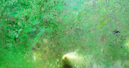 Top 10 Tips for Controlling Algae Growth in Your Aquarium