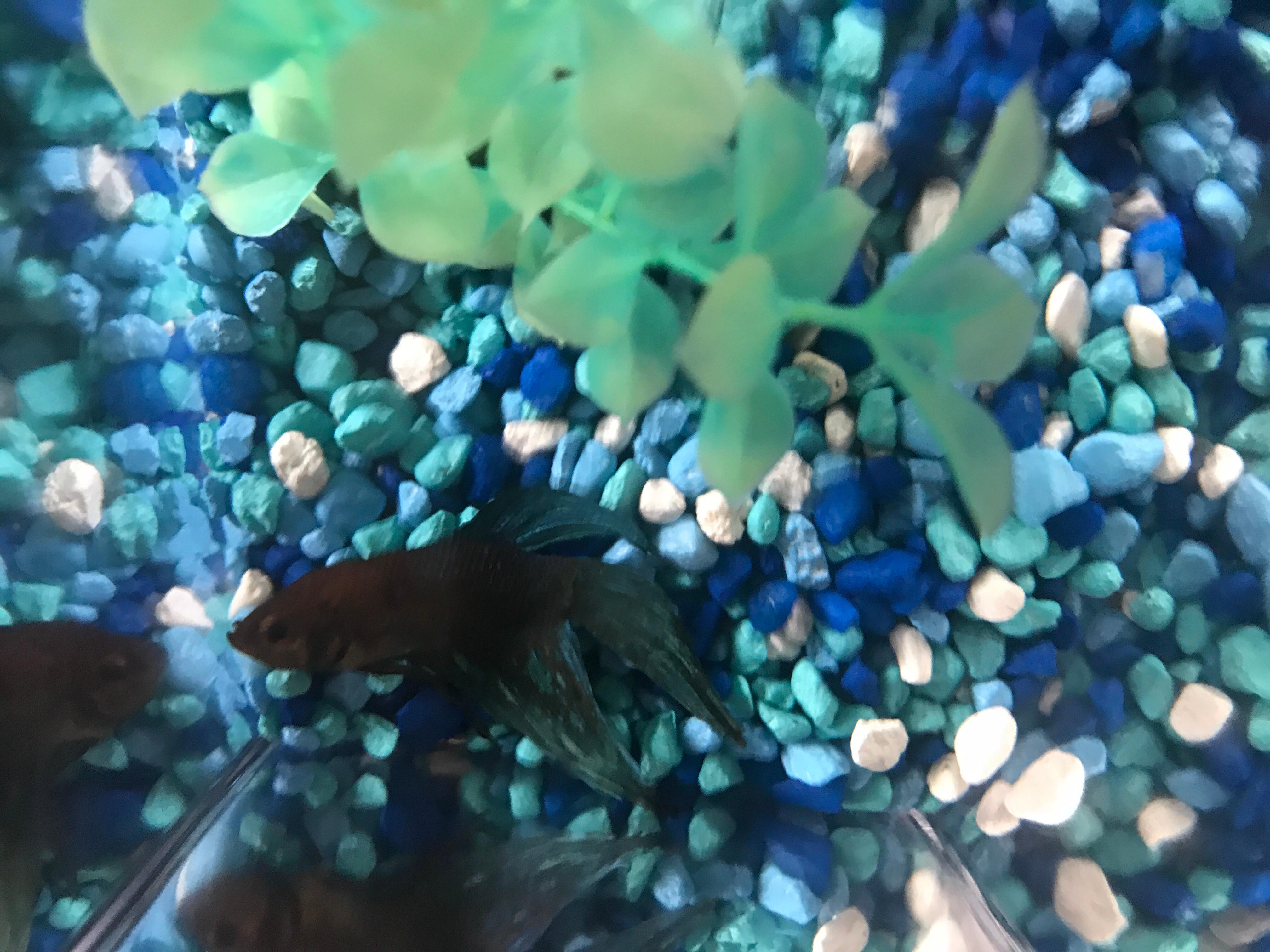 Image showcasing Why Is My Betta Fish Is Laying At The Bottom Of The Tank?