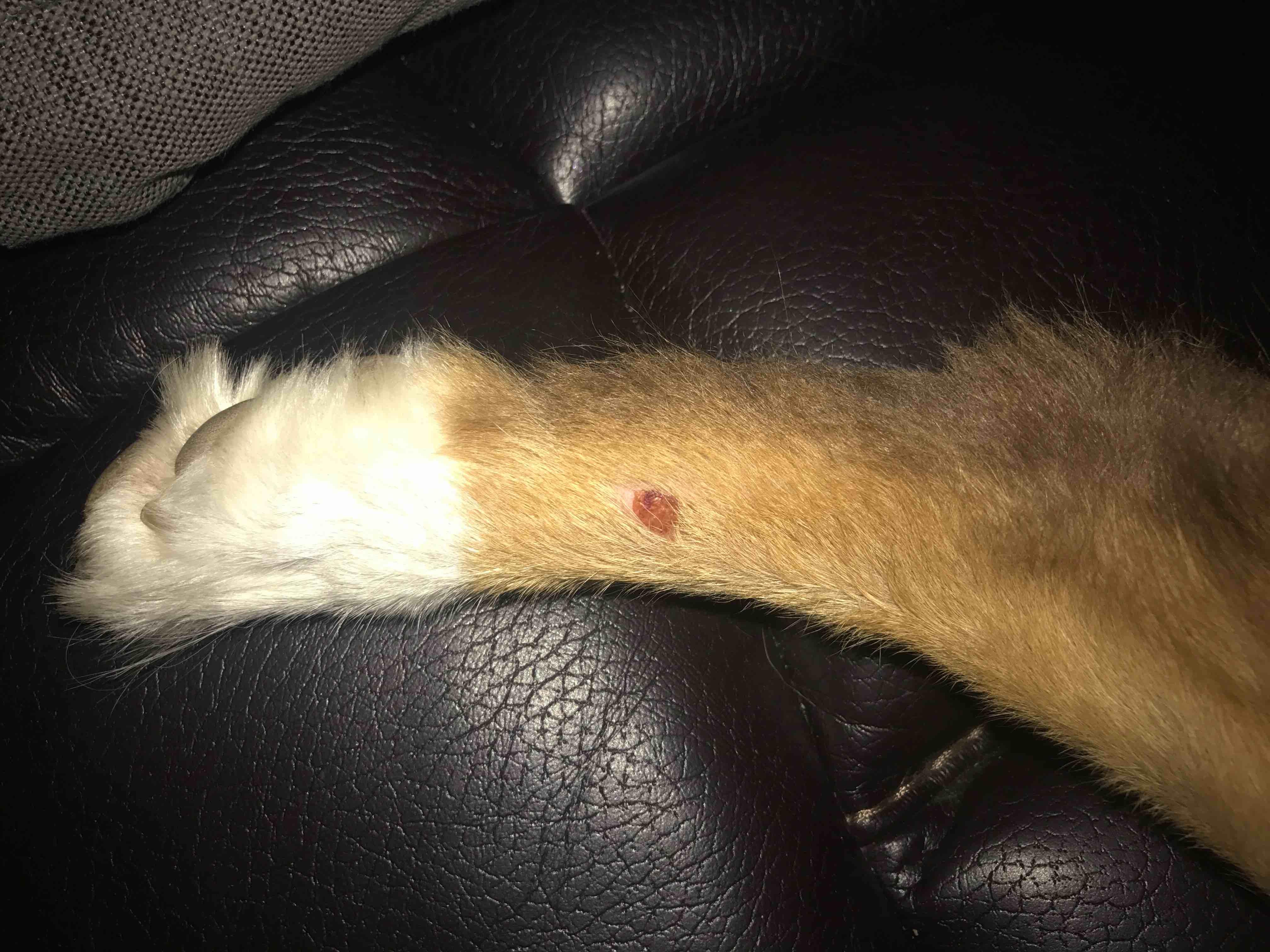 My Dog Has a Spot on His Back Foot: Licking or Serious? | Petco