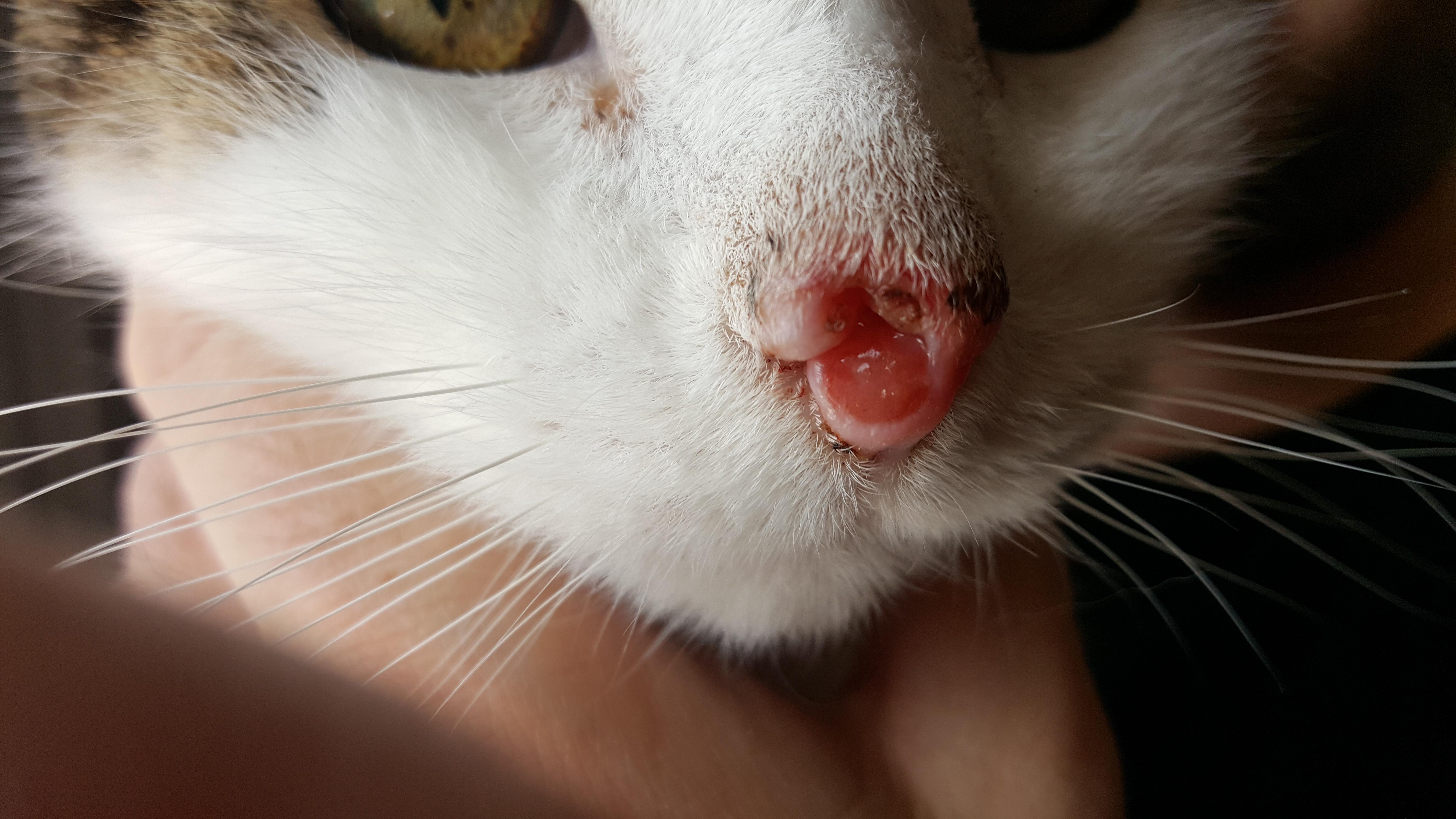 Cat Nose Sore Not Healing with Antibiotics? What's Next? | Petco