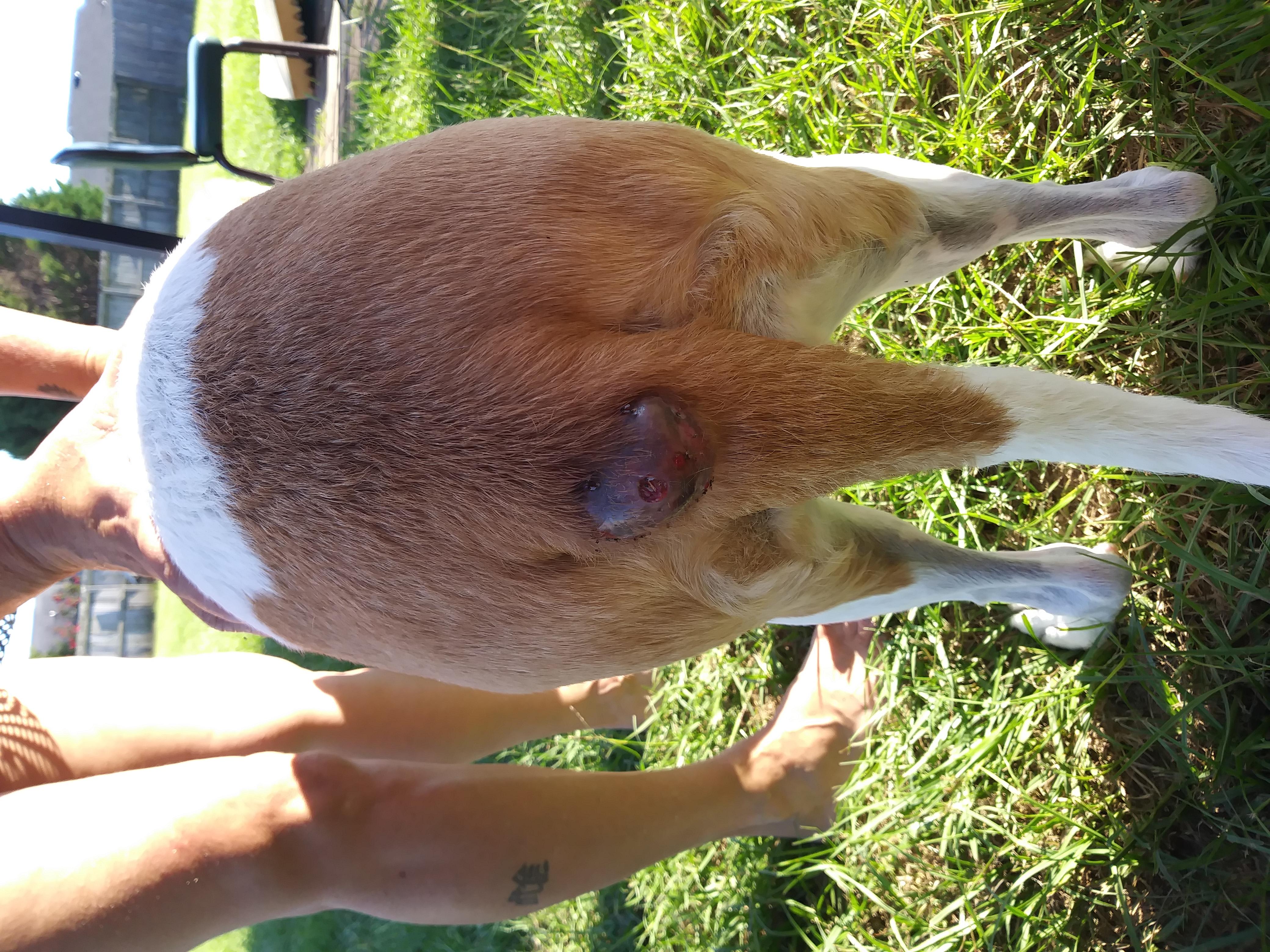 My dog has a tail lump: Is it serious? Should I see a vet? | Petco
