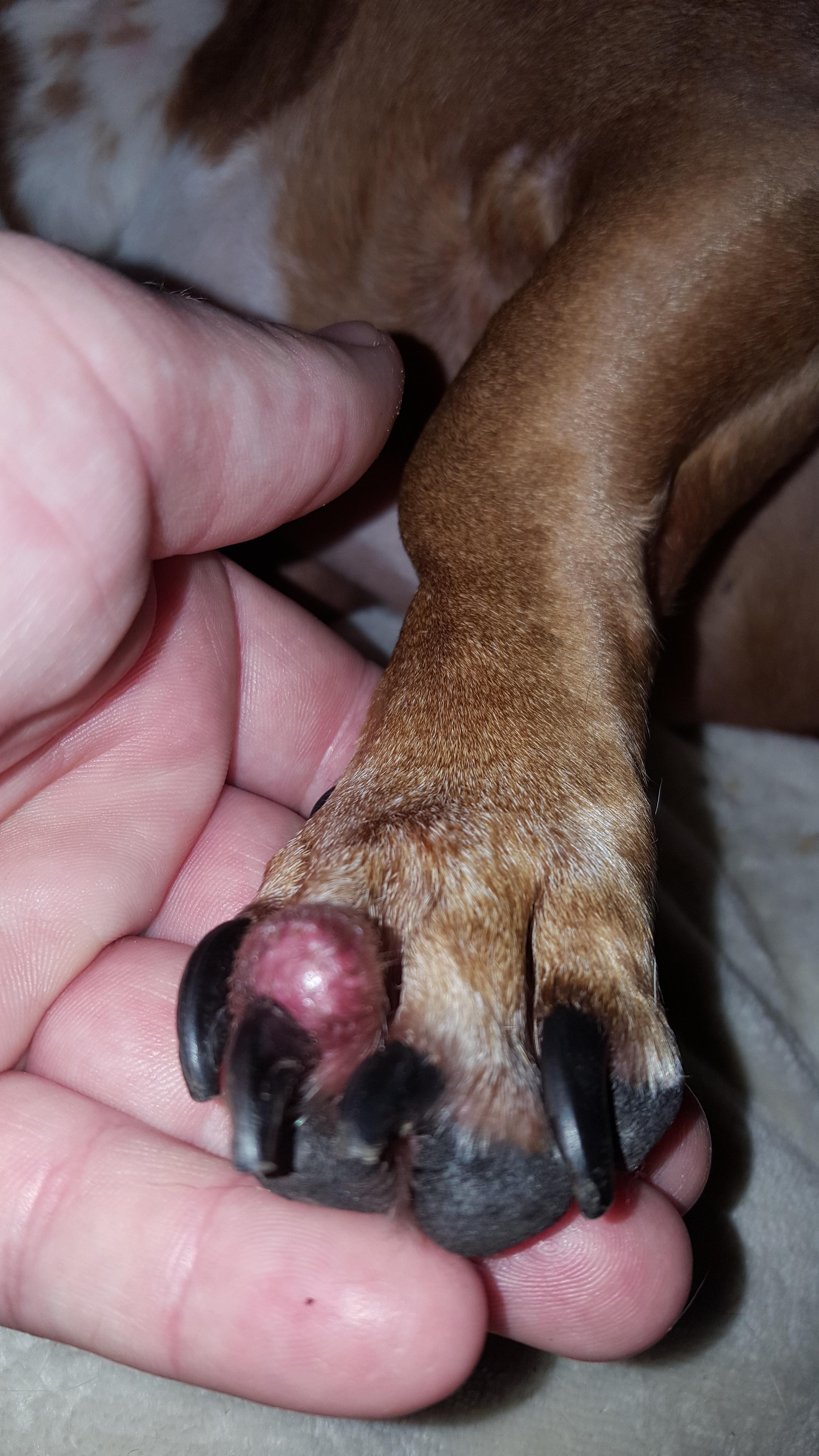 my-dog-has-a-blister-on-his-toe-near-the-toenail-what-is-it-petco