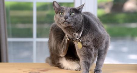 5 Serious Diseases Your Cat Can Get From Having Fleas