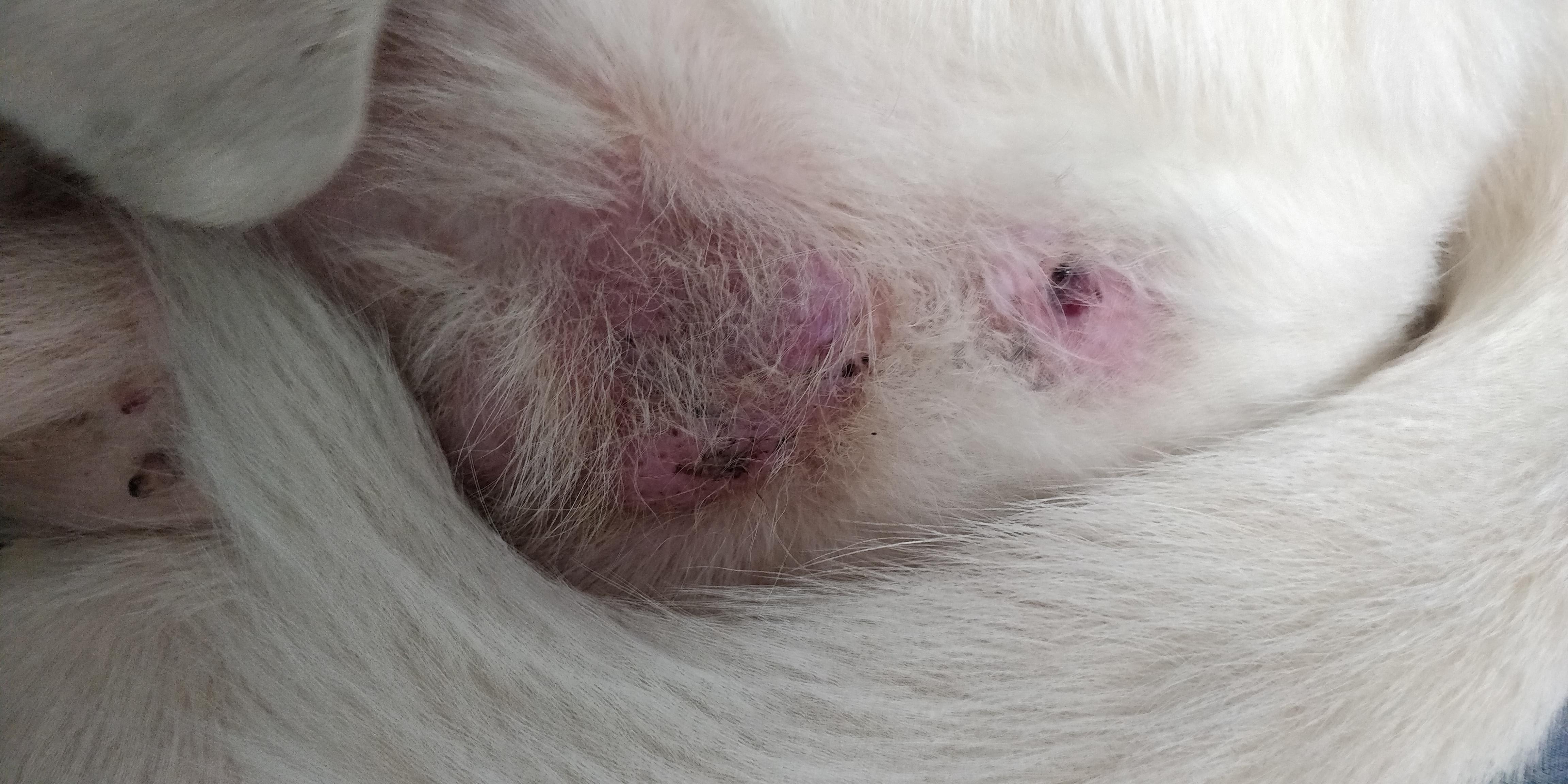Senior Dog Bleeding, In Pain from Tumor? ER Vet Now? | Petco