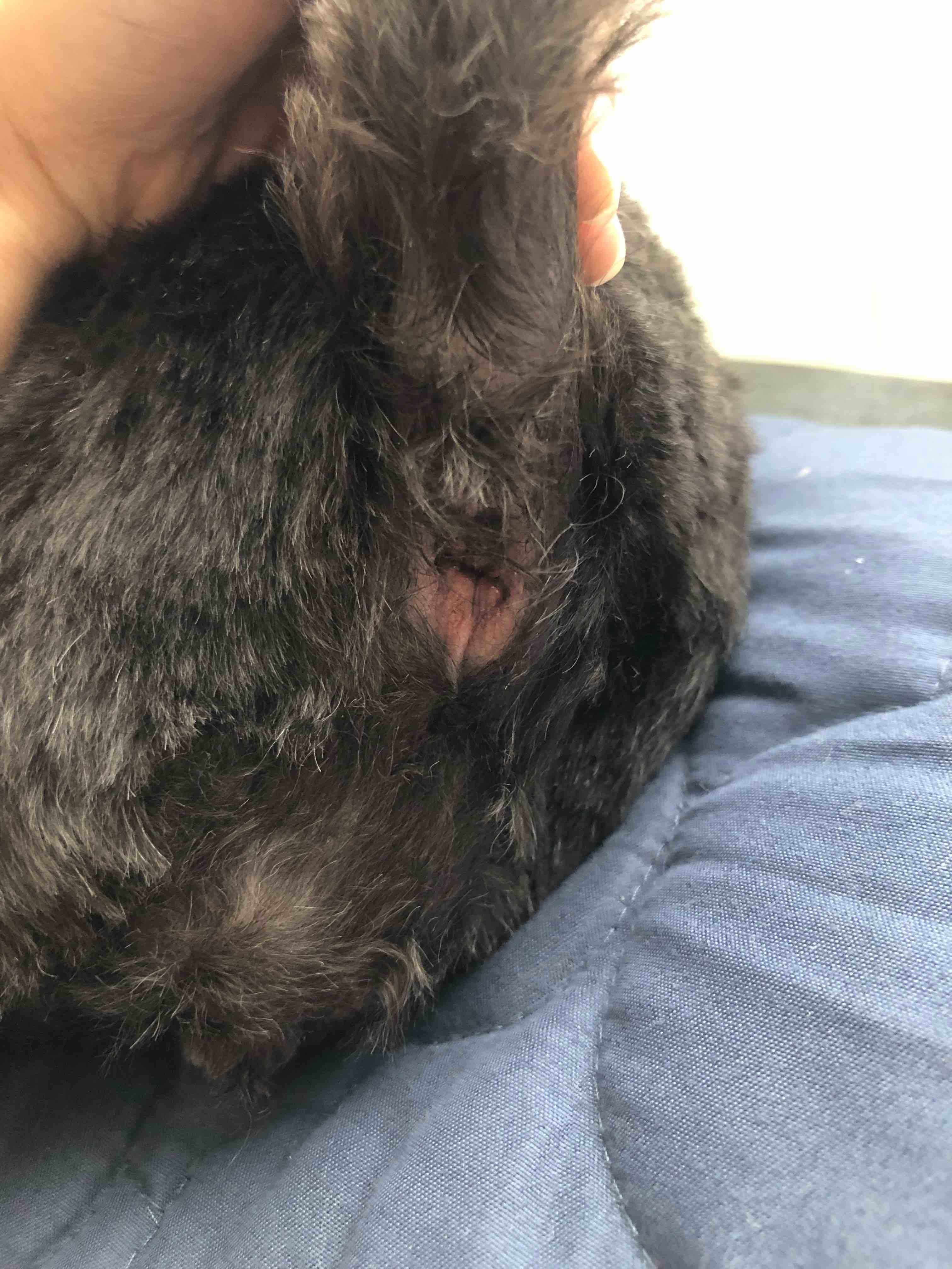 Why does my dog's anus swell and protrude when she defecates? | Petco