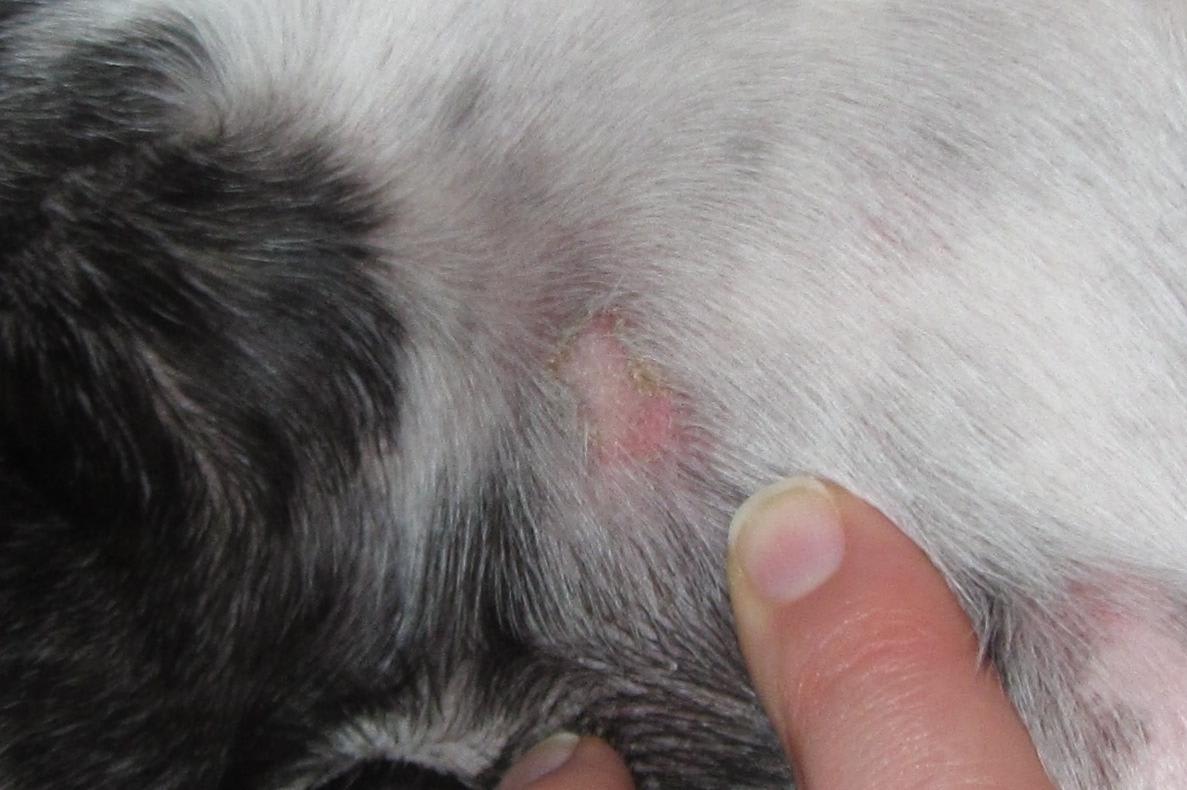 My dog has puss-filled, crusty skin spots. Should I see a vet? | Petco