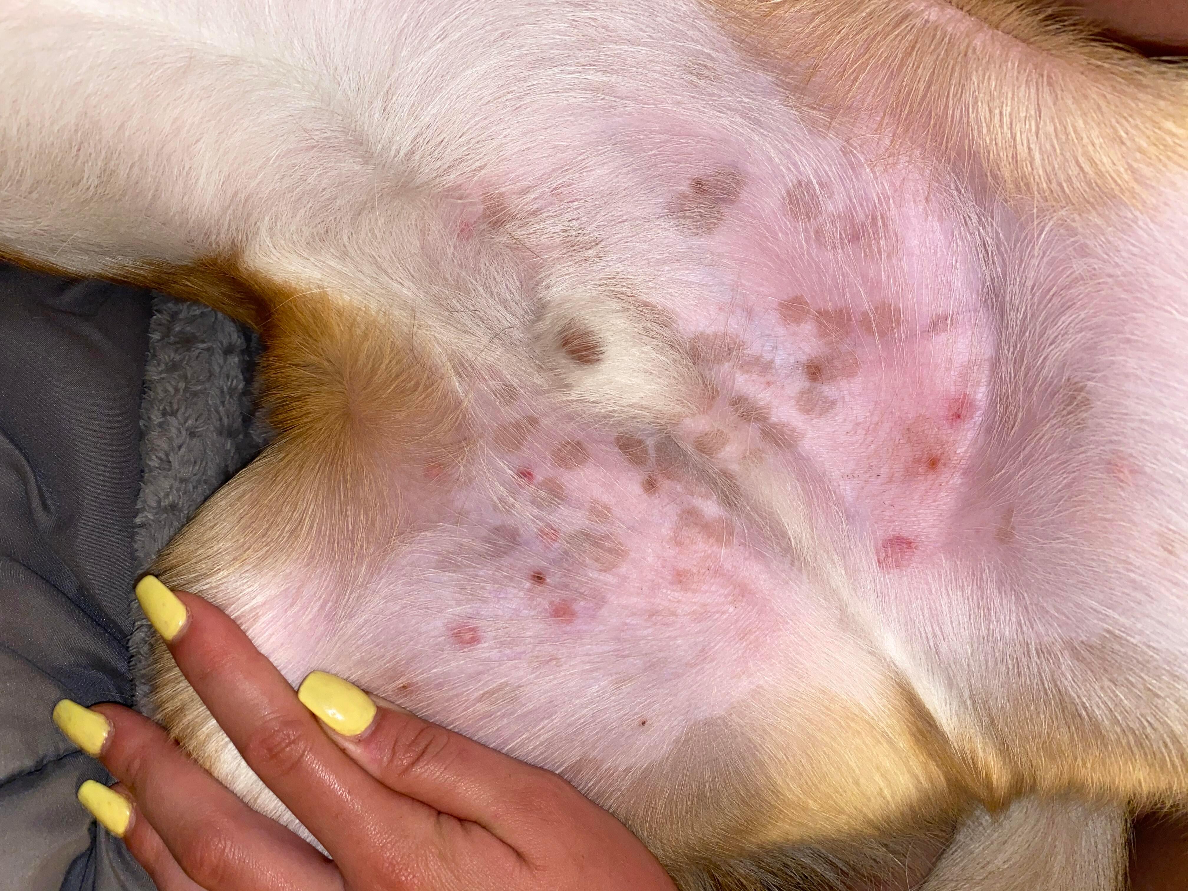 My Dog Has Red Bumps on Groin? Discover Causes & Solutions | Petco