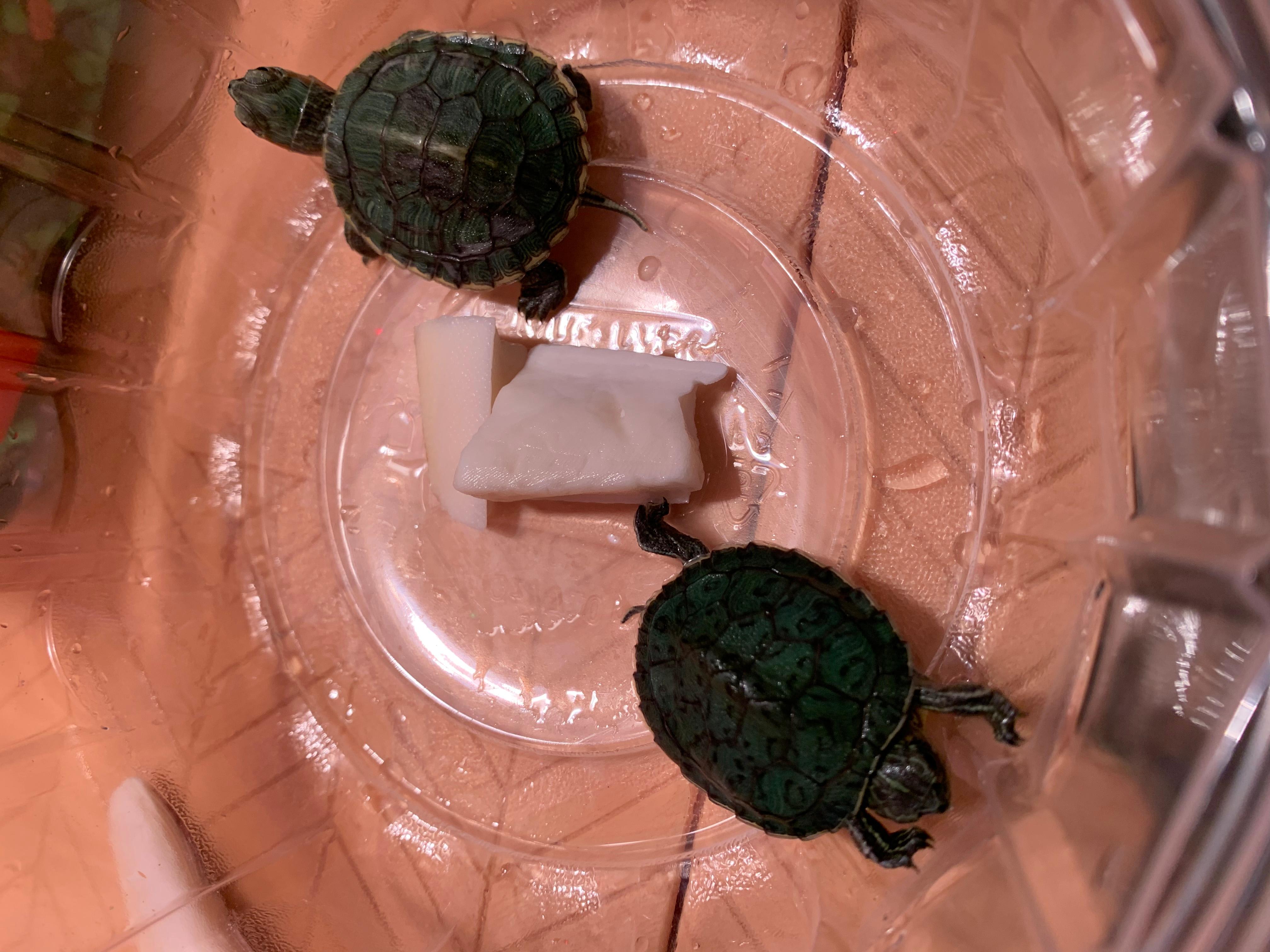 Is Your Baby Red-Eared Slider's Shell Soft, Spotted, or Pyramiding? | Petco