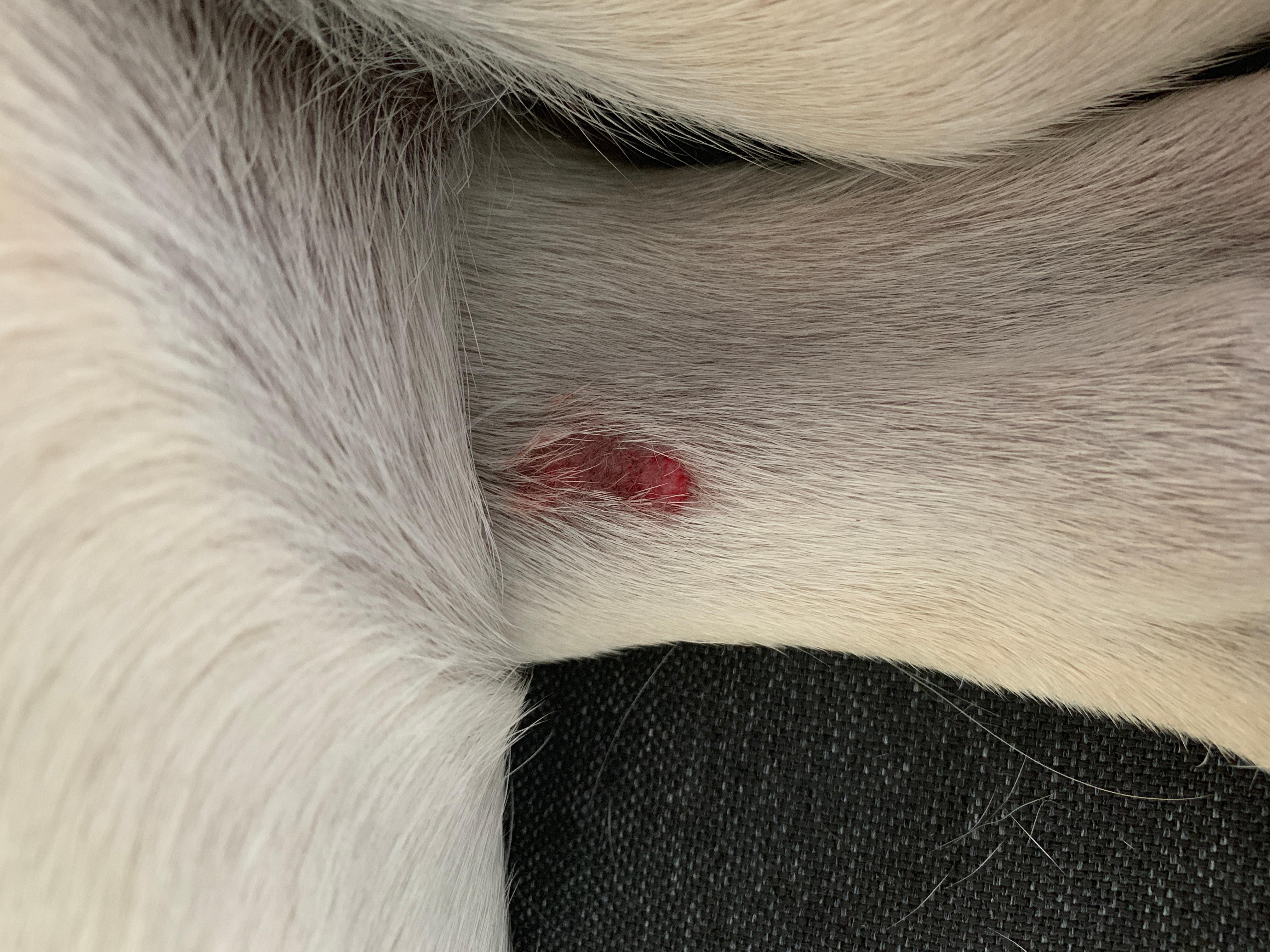 My dog has a weird spot on her leg. Should I see a vet? | Petco