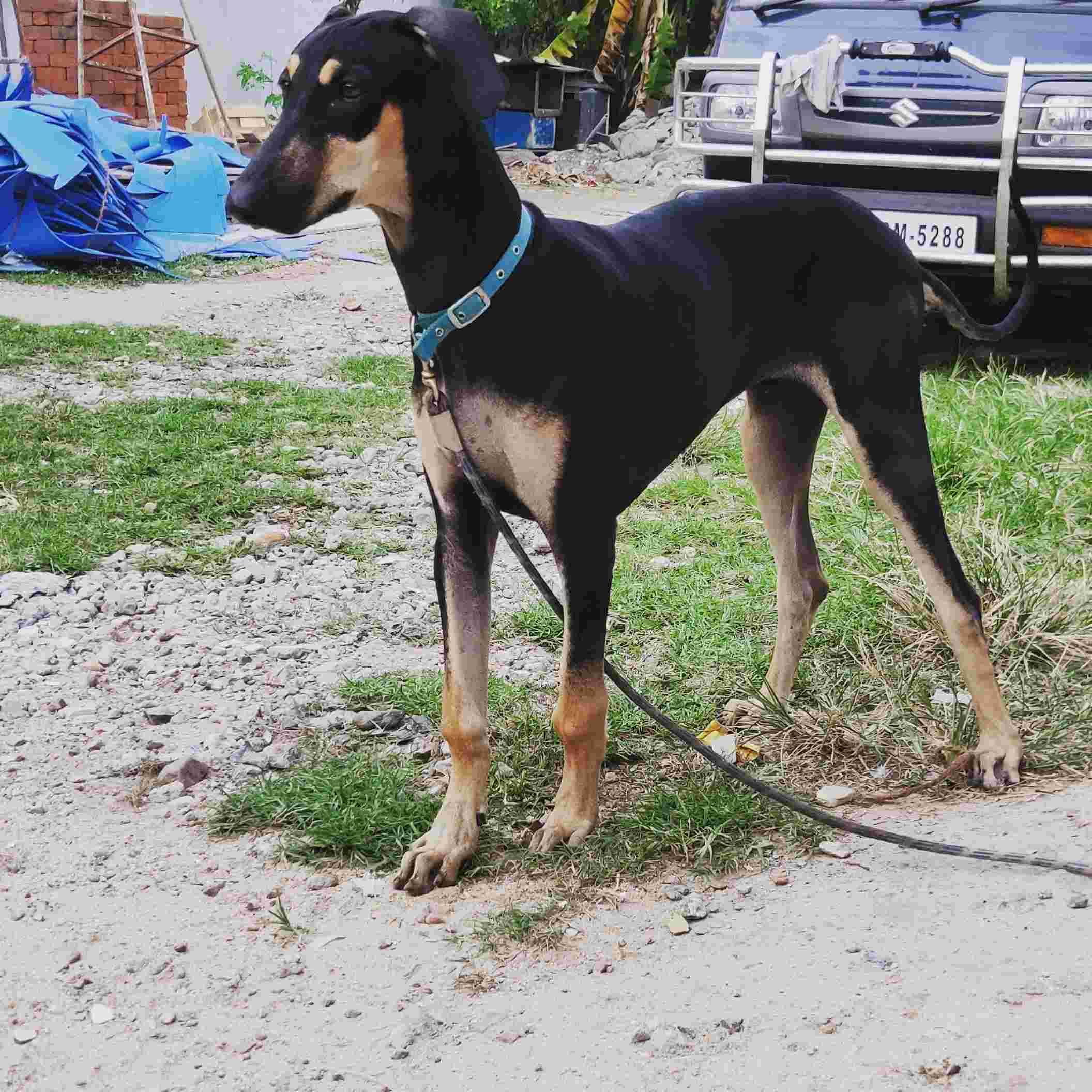 My 7monthold dog barks, whines, aggressive. What can I do? Petco