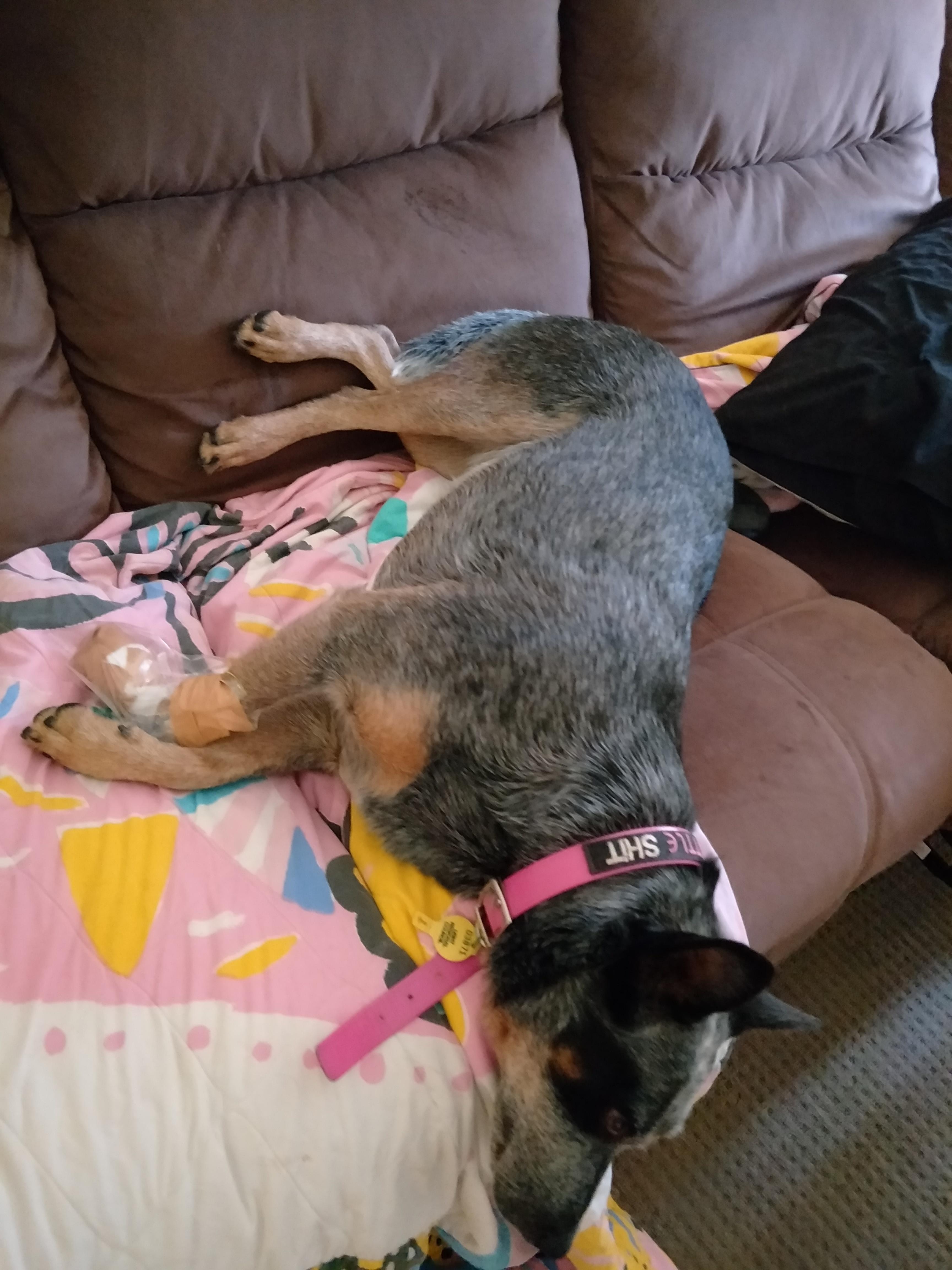 Carprofen for Dogs: Uses, Dosage, Side Effects - Drugs.com