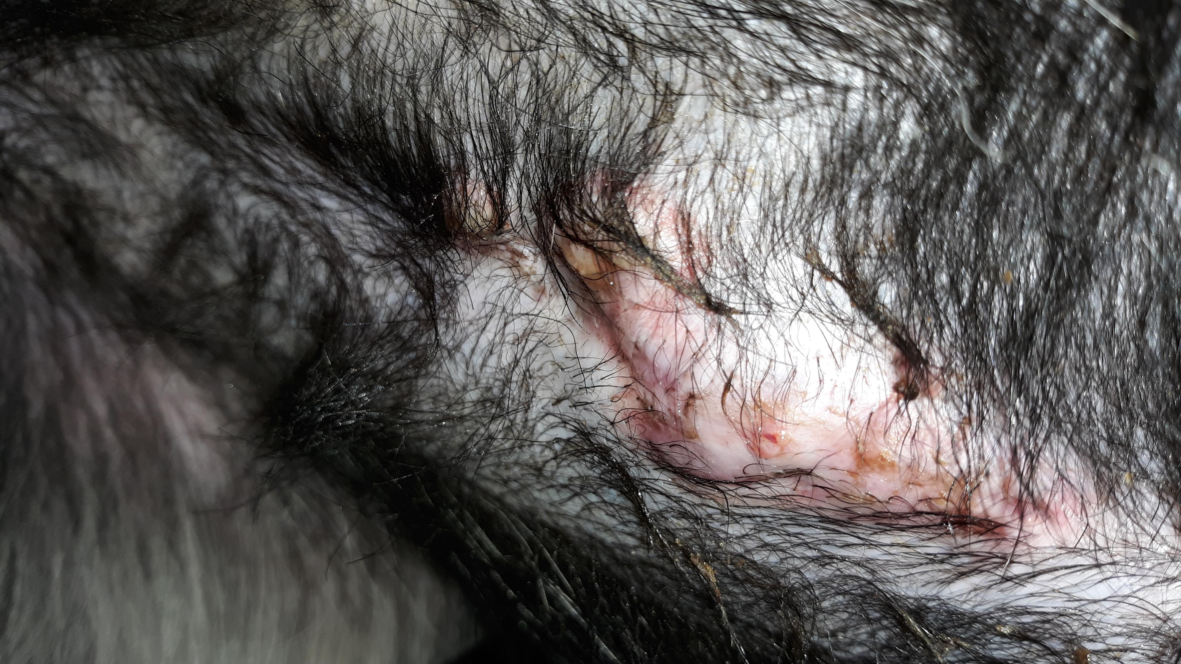 Dog's spay incision looks bad after antibiotics. Is it infected? | Petco