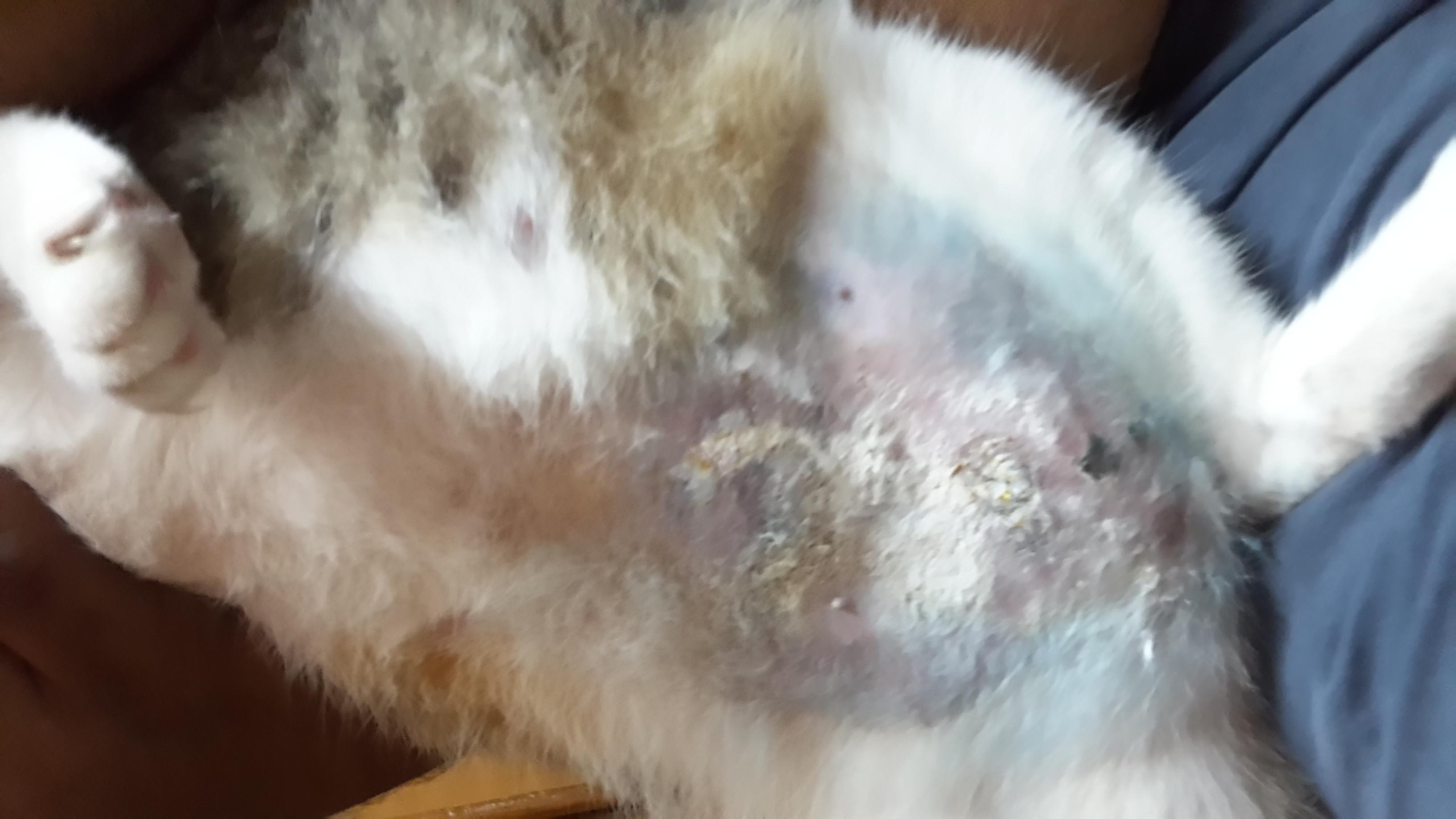 Itchy Cat With Patellar Luxation And Eczema Symptoms preview