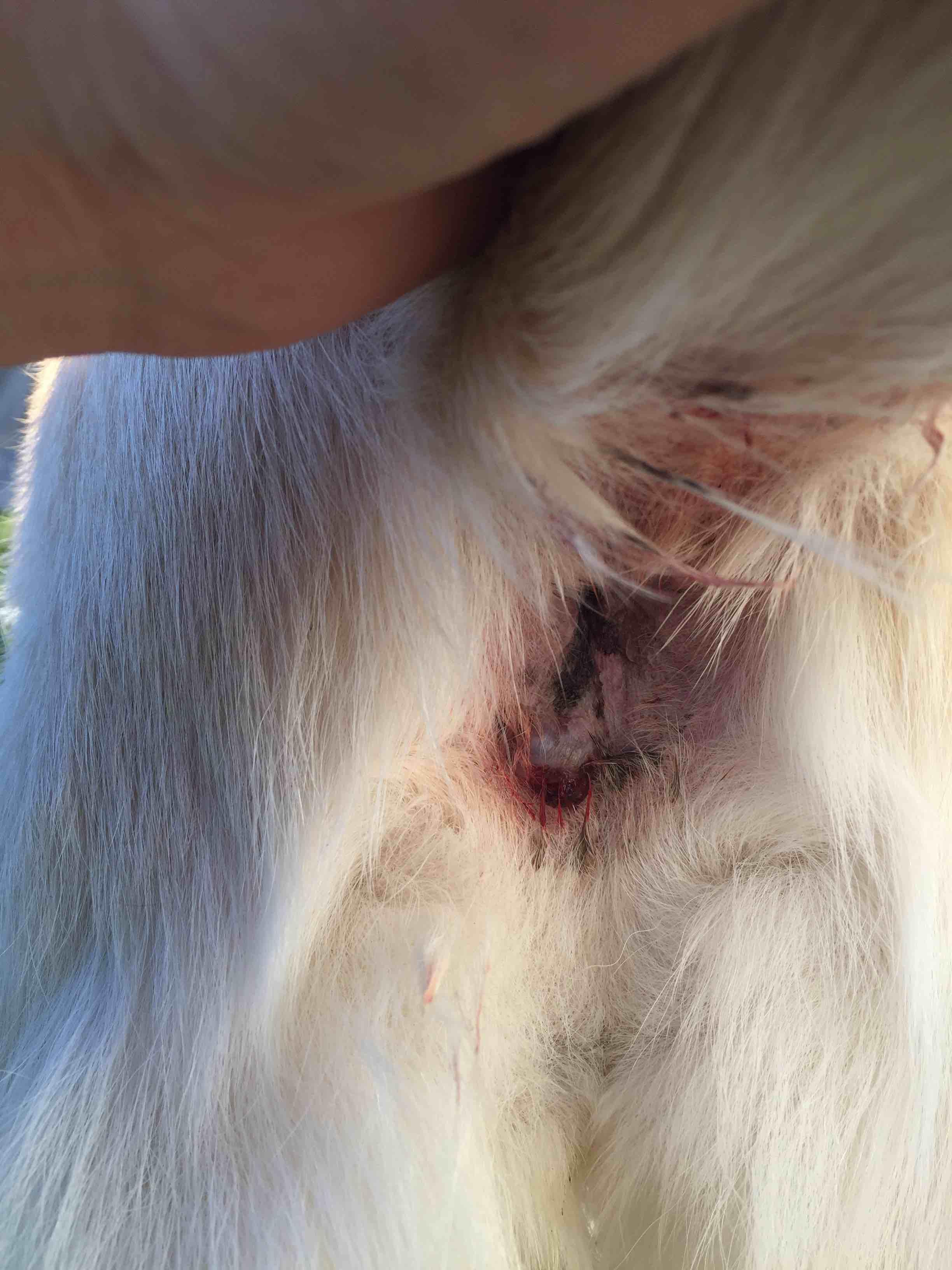 Photo inspiration: Gallery Detail: My Dog Has A Bloody Anal Lump Is It Hemorrhoids