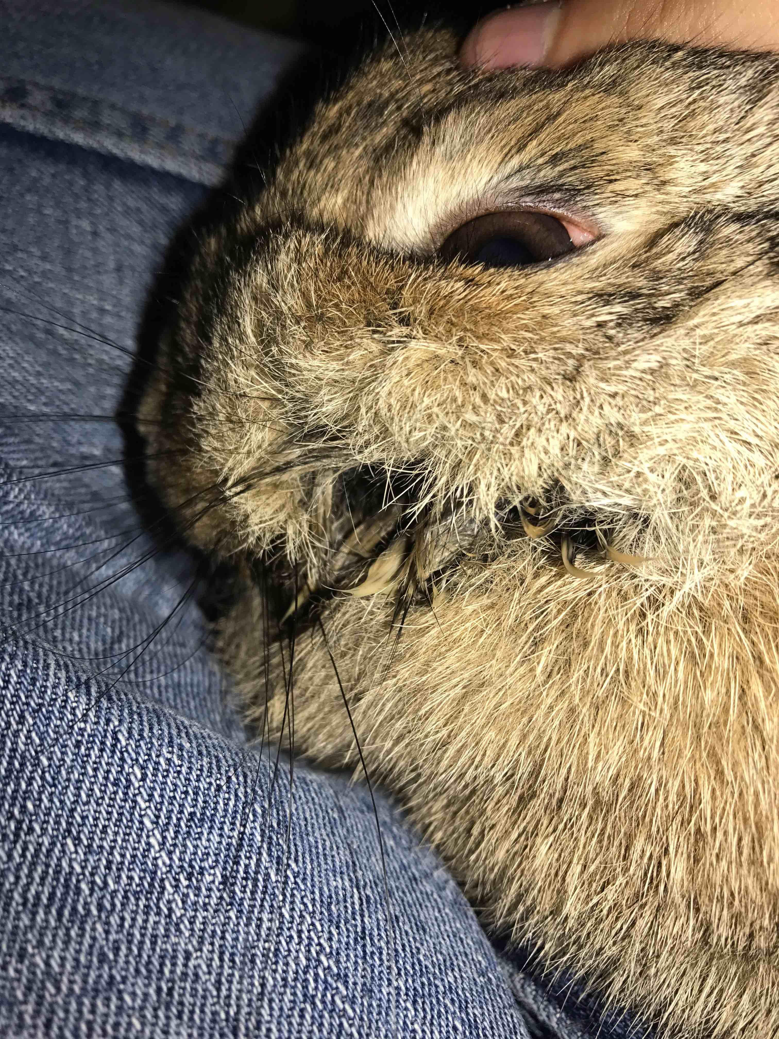 Why is my rabbit's mouth damp? Drooling or dental issues? | Petco