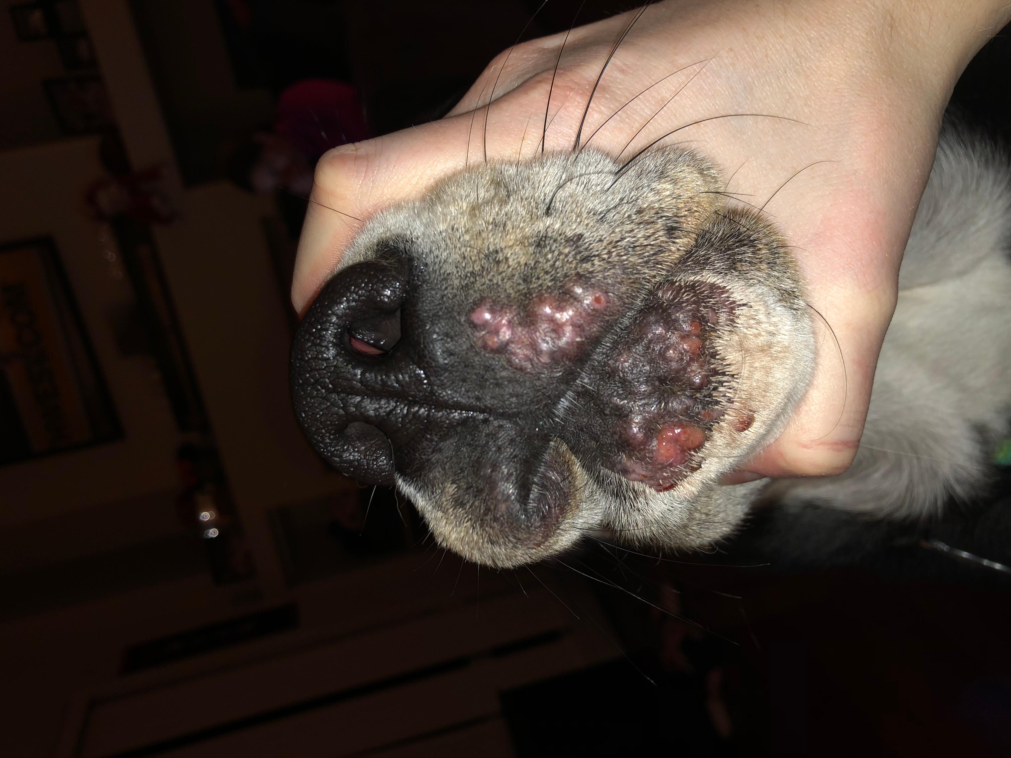 My Dog Has Chin Bumps: Treat Them At Home Before The Vet | Petco