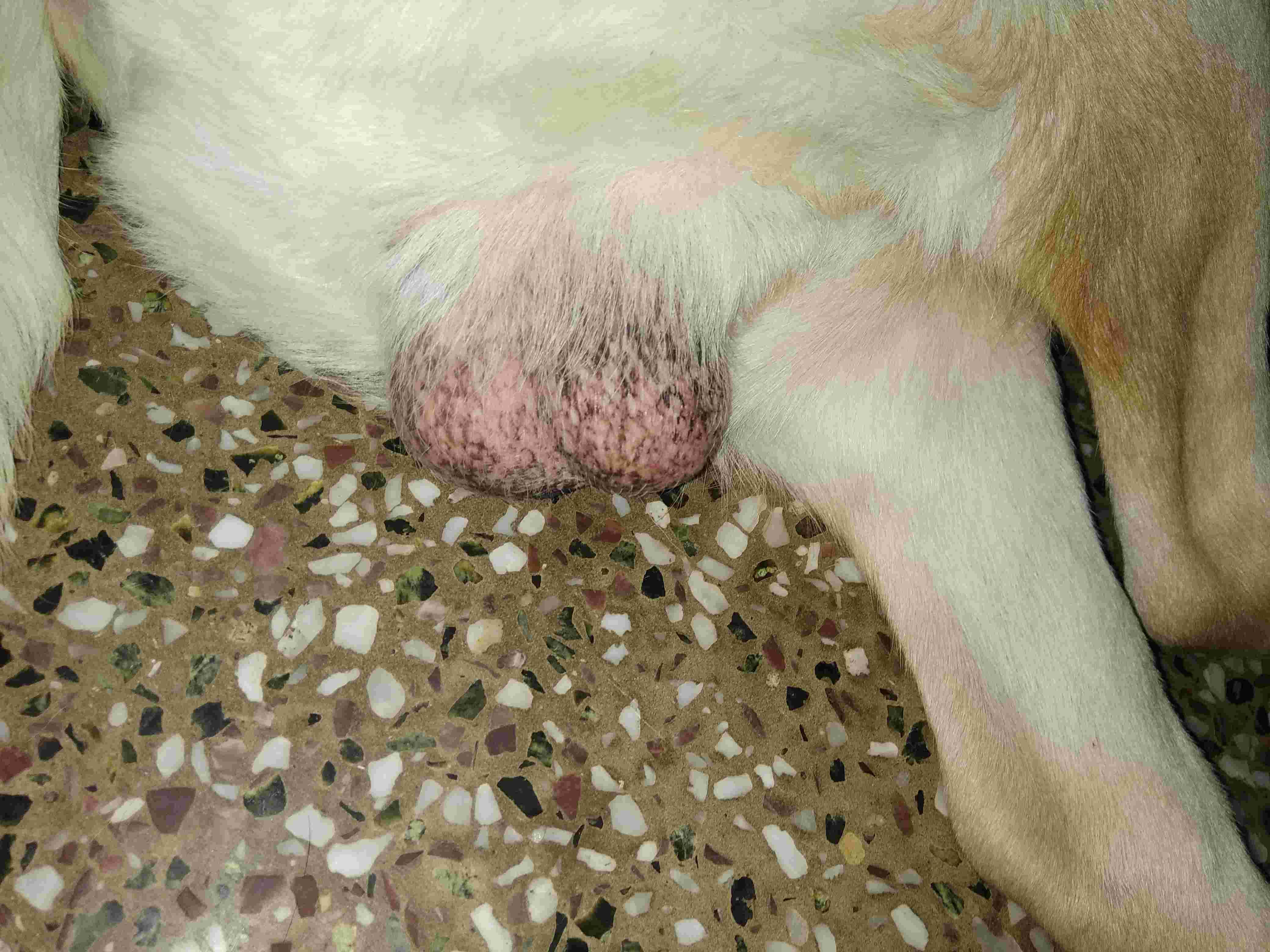Is the skin and texture of my unneutered dog's testicles normal? | Petco