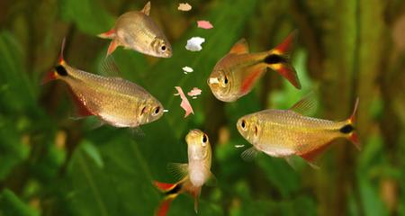 Overfeeding Fish: Why It's a Problem and How To Avoid It