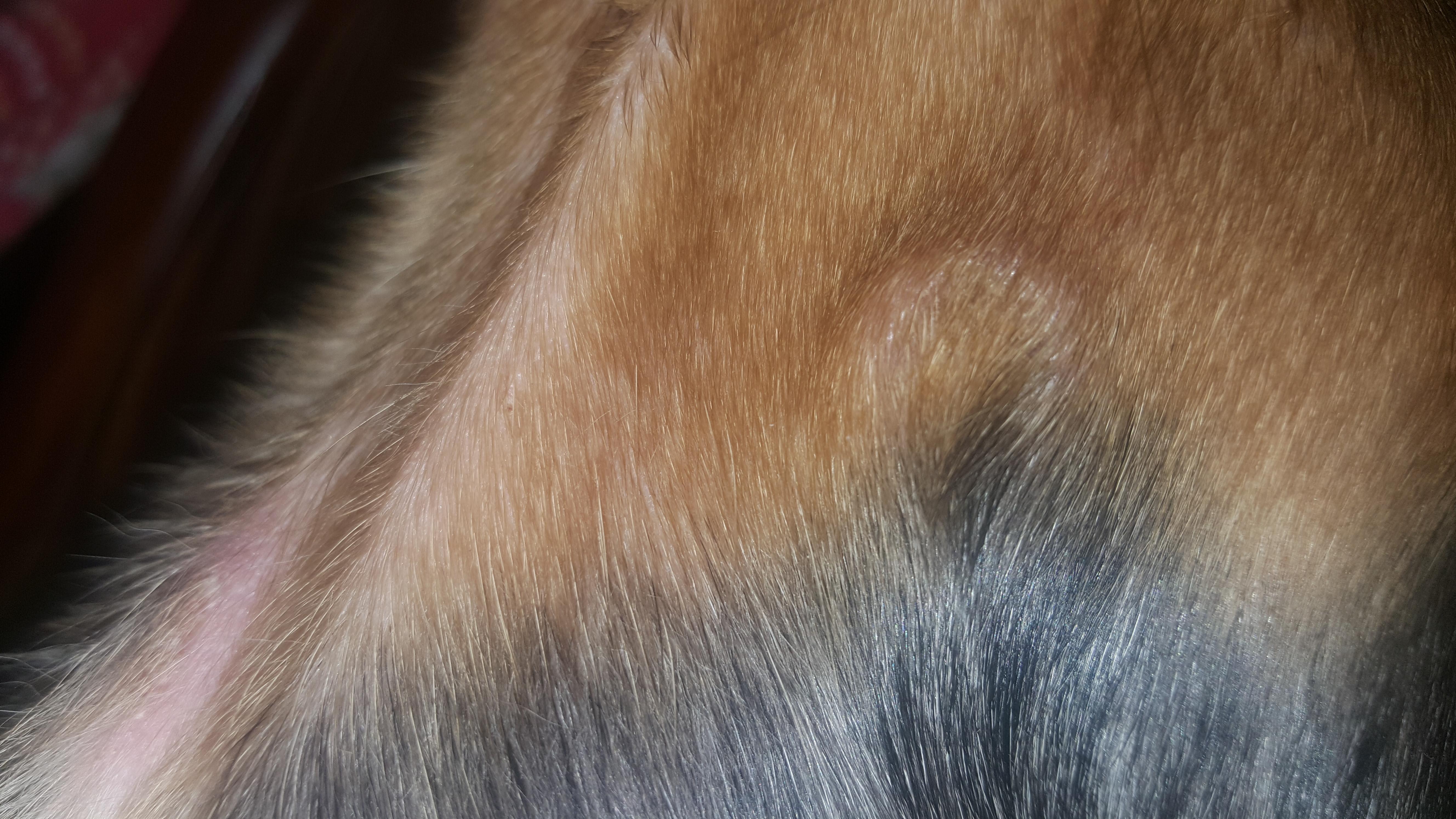 Why is my dog's skin sensitive, swollen, cracked, or losing hair? | Petco