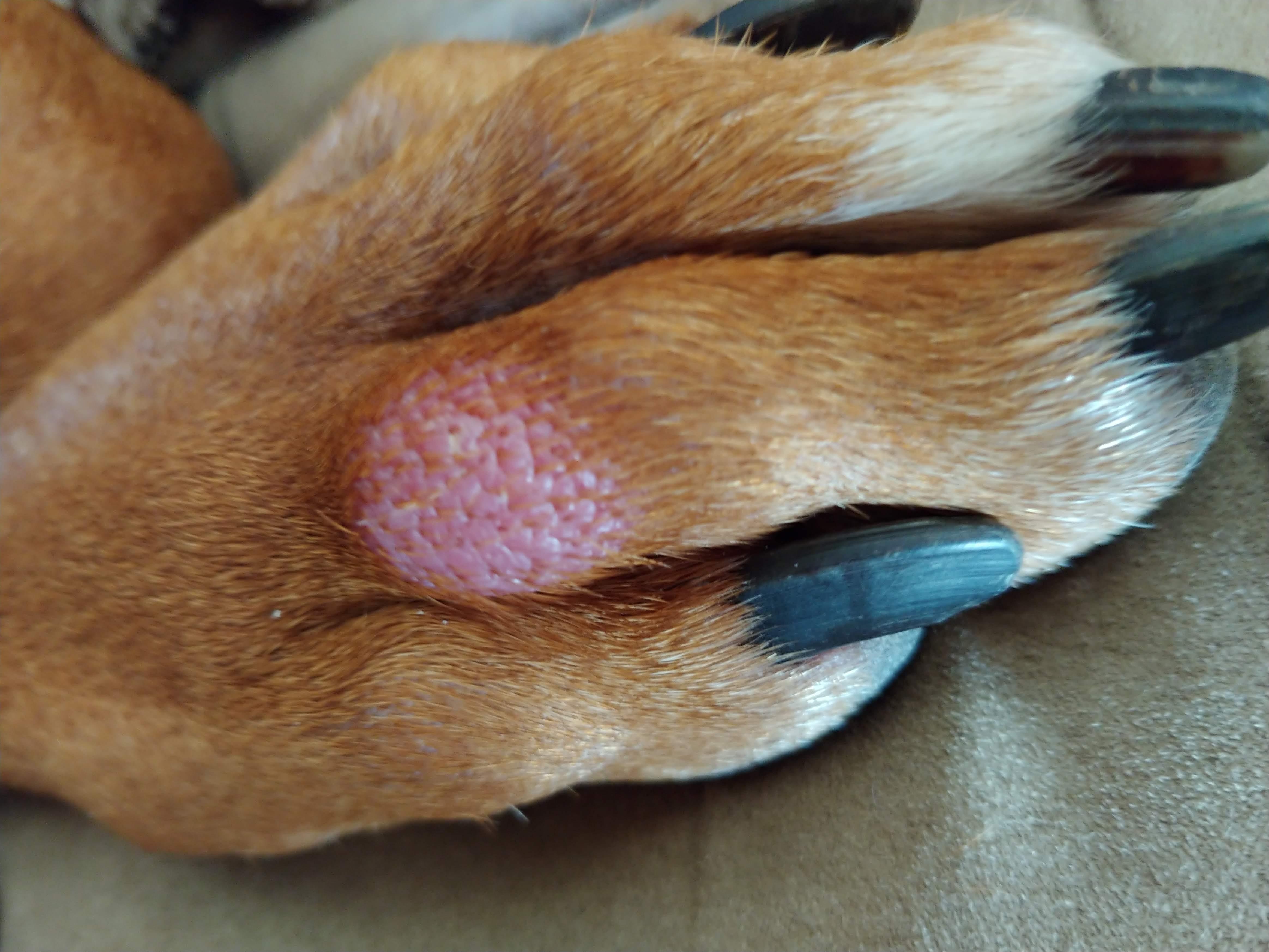 My Dog Has a Painful Rear Paw Knuckle. What Should I Do? | Petco