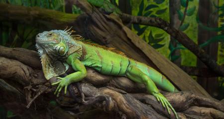 Green Iguanas: Common Behaviors