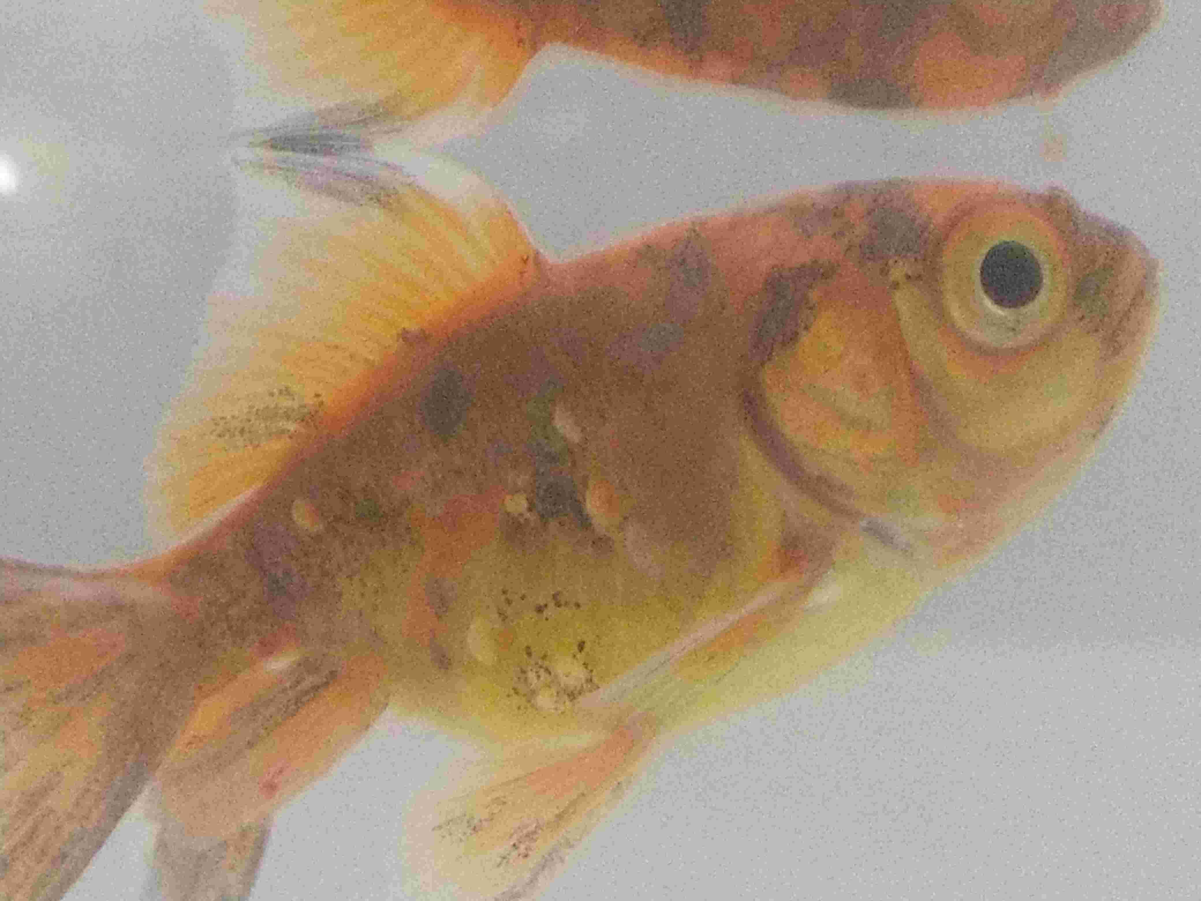 My new fish has a swollen stomach, not eating or swimming. | Petco