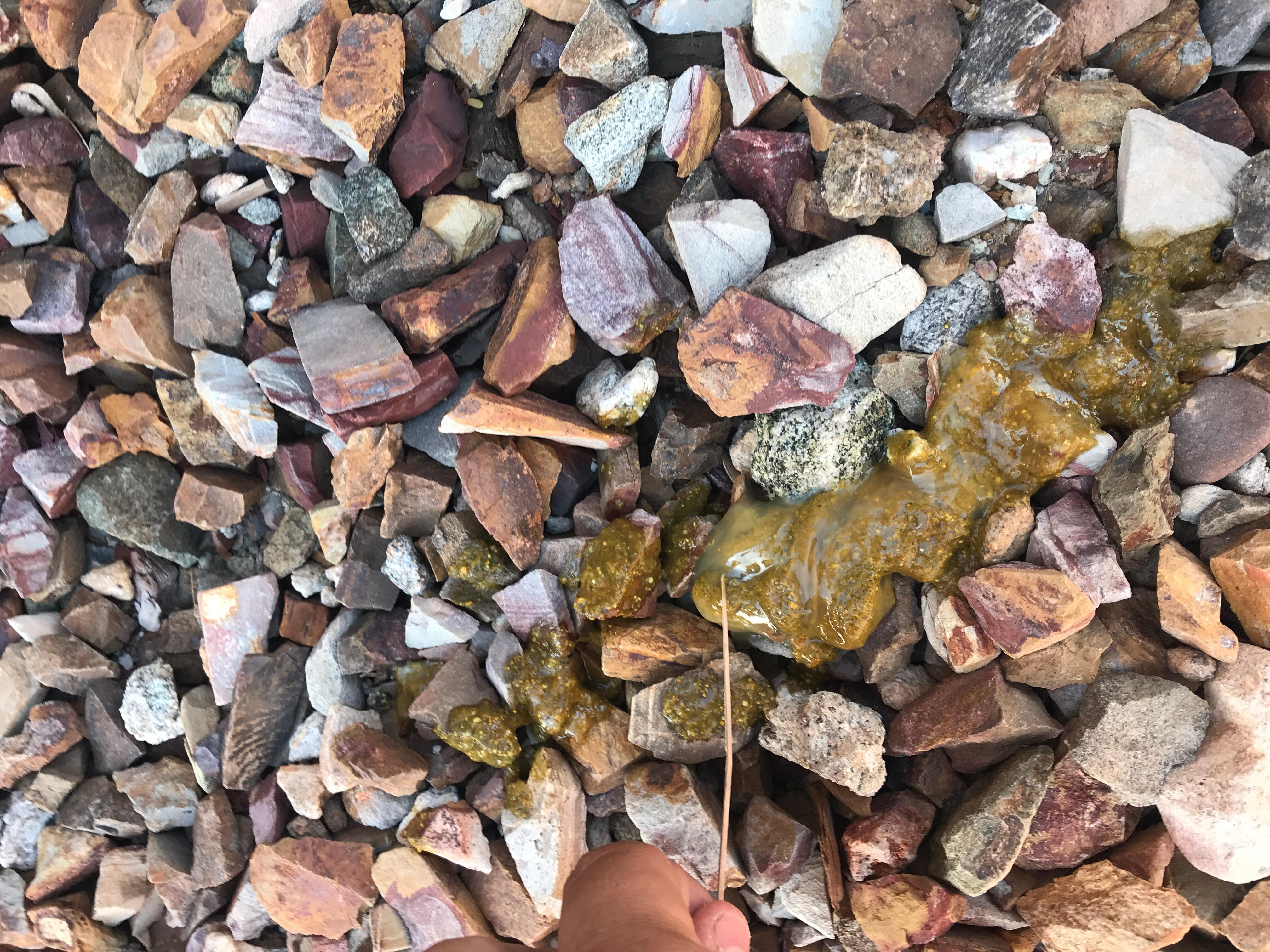 Picture of My Puppy Yellow Diarrhea with Mucus? When to See a Vet | Petco