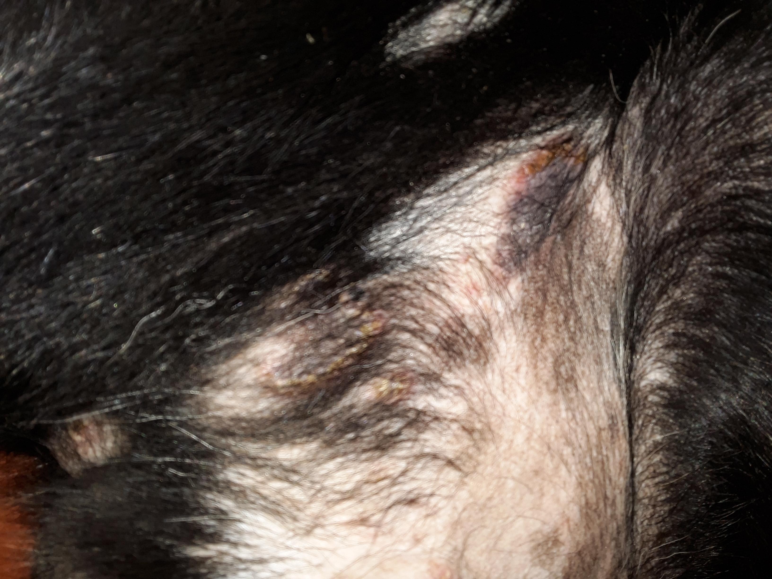Why does my dog have a persistent skin rash with bumps, no relief? | Petco