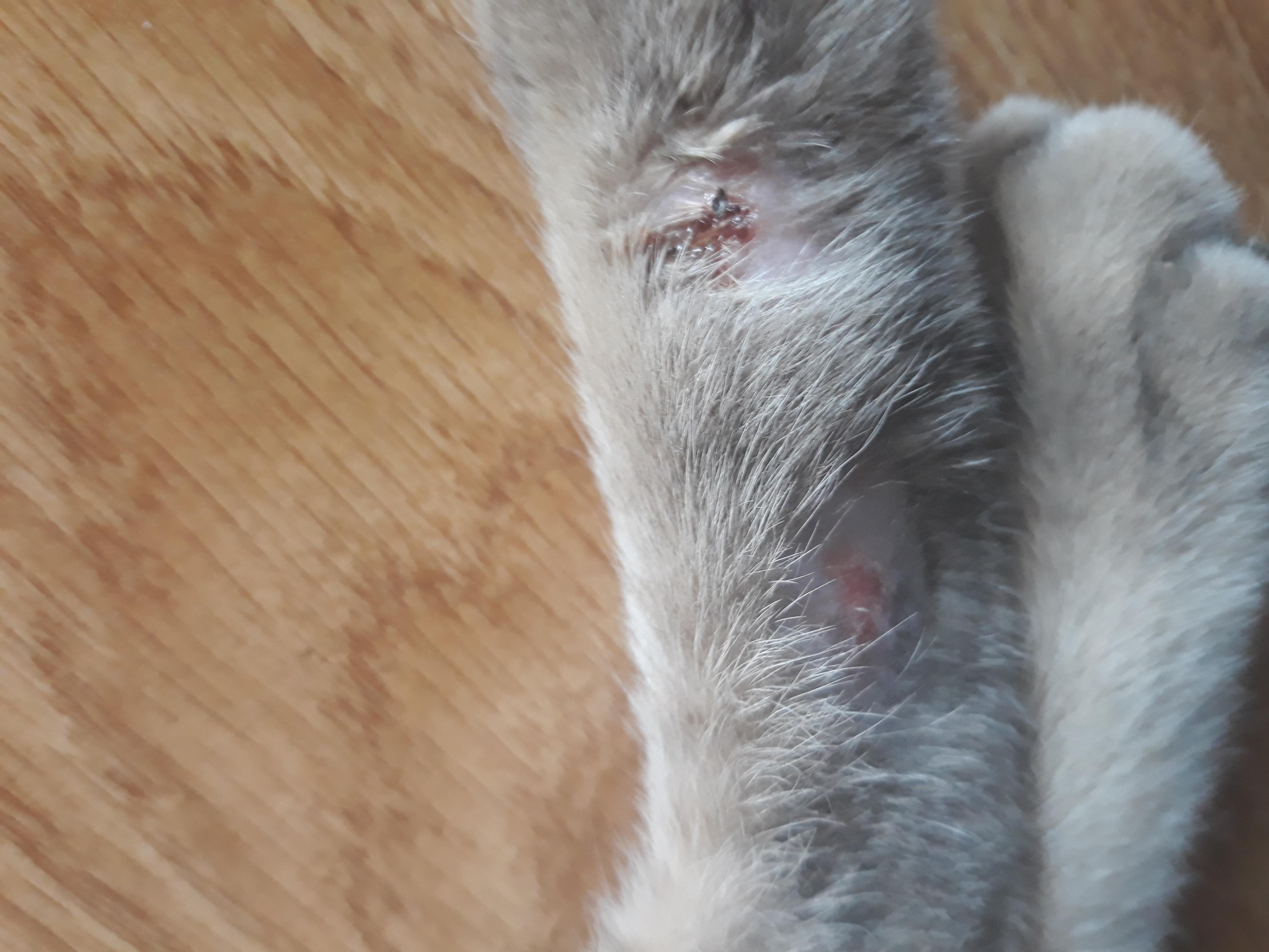 Why Does Your Outdoor Cat Get Wounds? Are Cat Fights the Cause? | Petco
