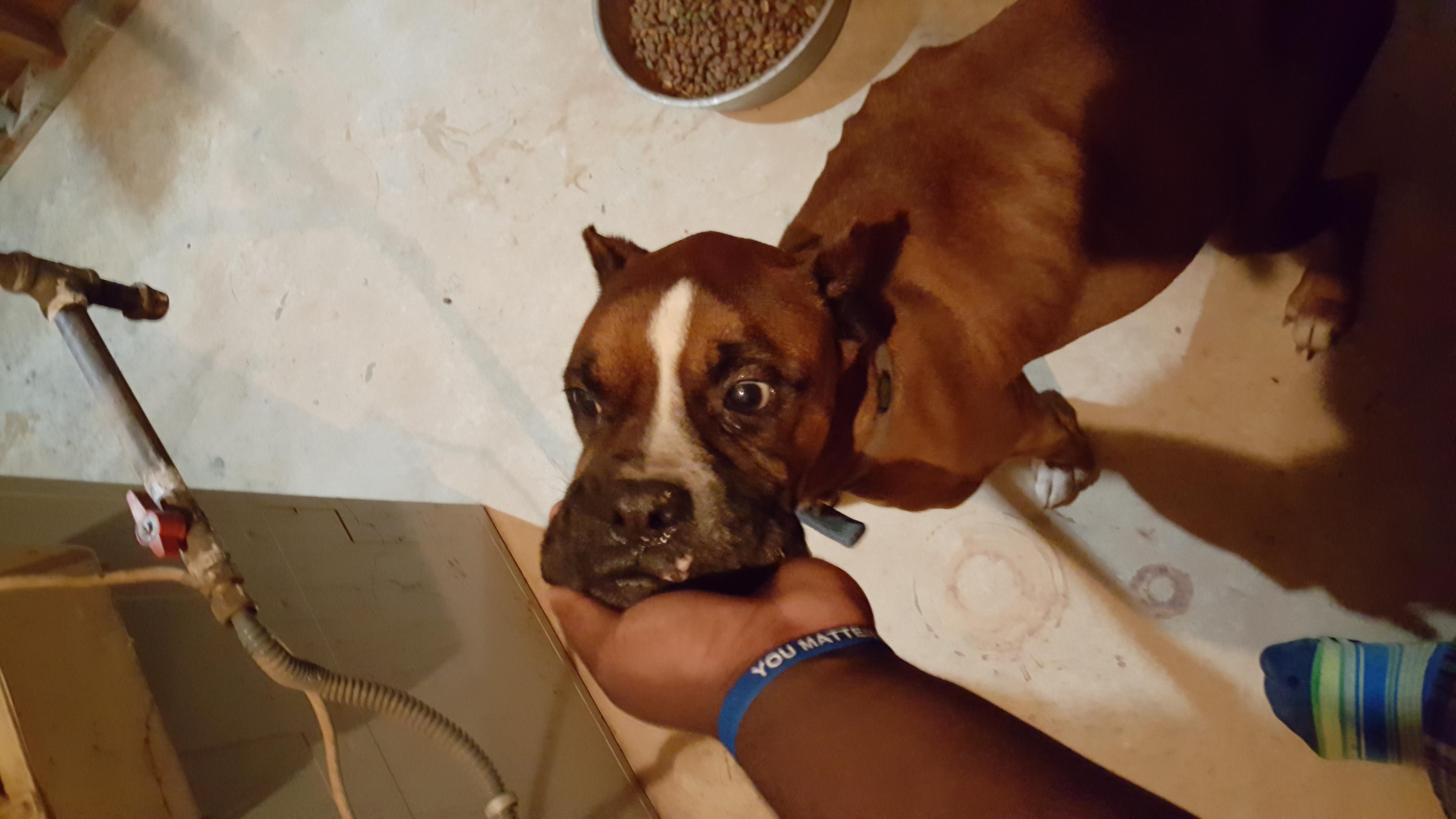 My Boxer is skinny but has a big stomach. Why is he sick? | Petco