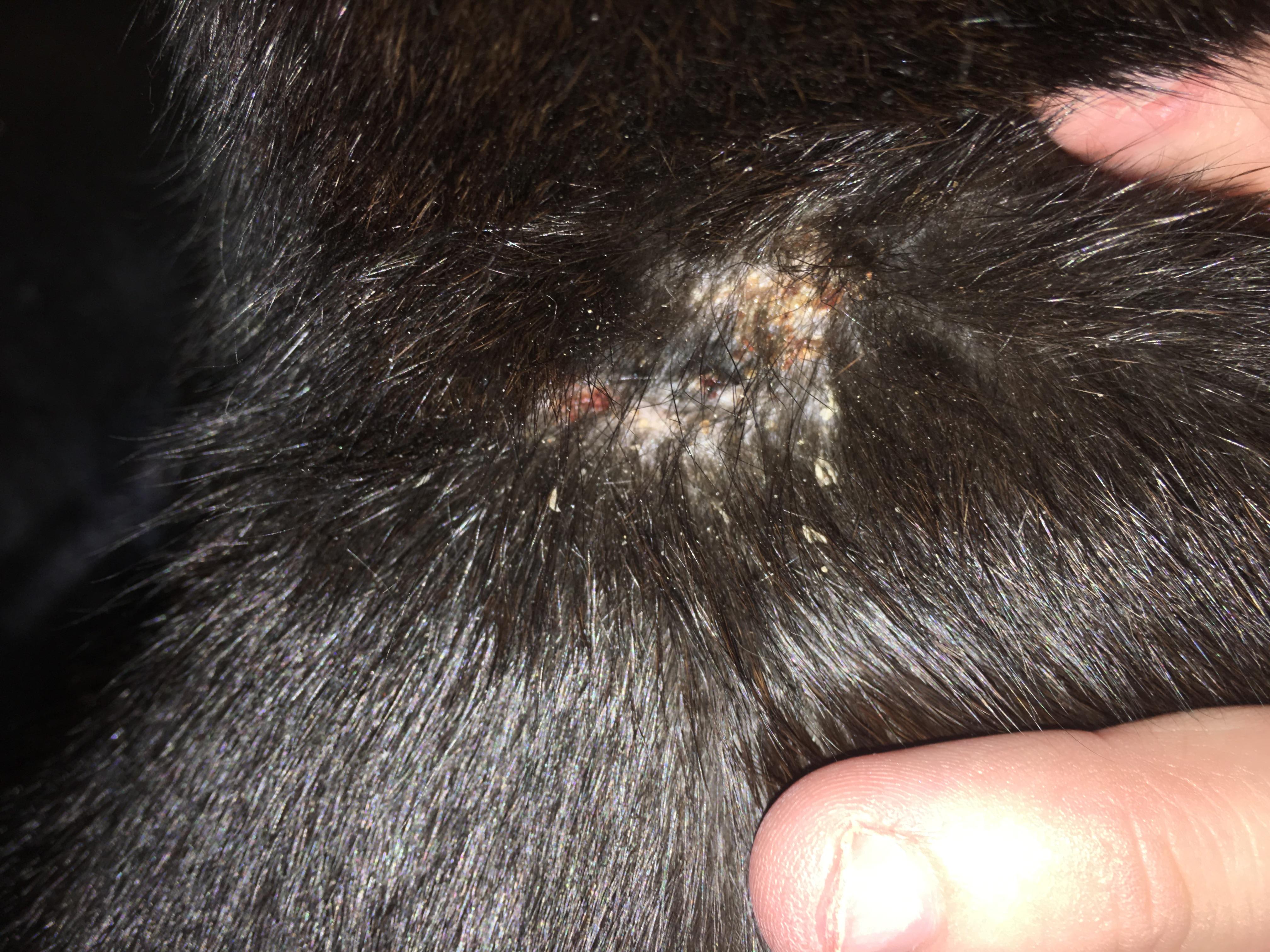 My Cat Has Recurring Flea Allergy Scabs? Find Solutions! | Petco