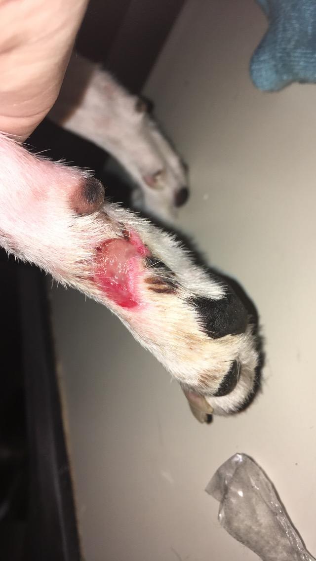 Is my dog's wound healing well? What to look for after a week? | Petco