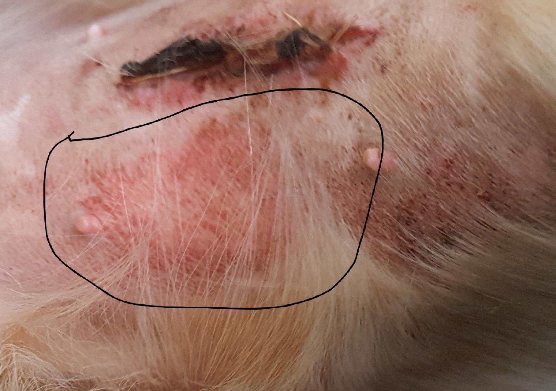 Red spot on spayed dog's incision: E-collar or infection? | Petco