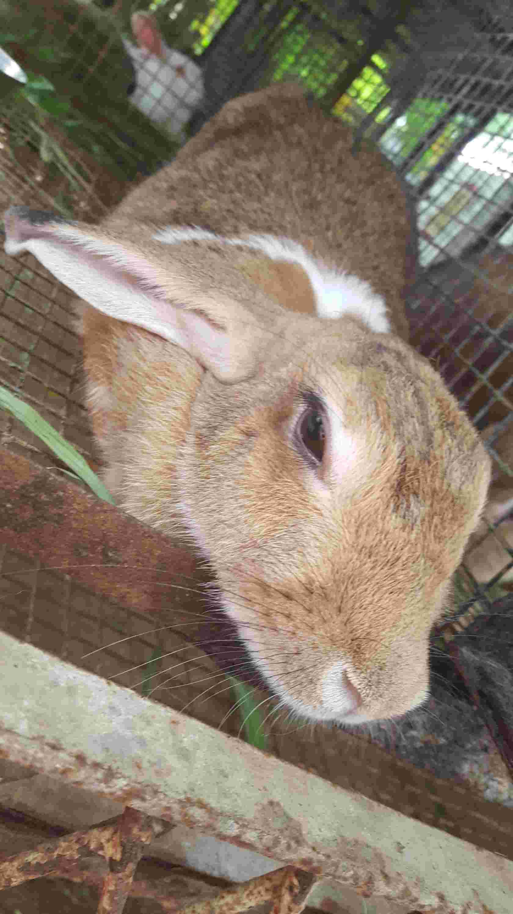 My rabbits are sick, not eating, and hunched. What can I do? | Petco