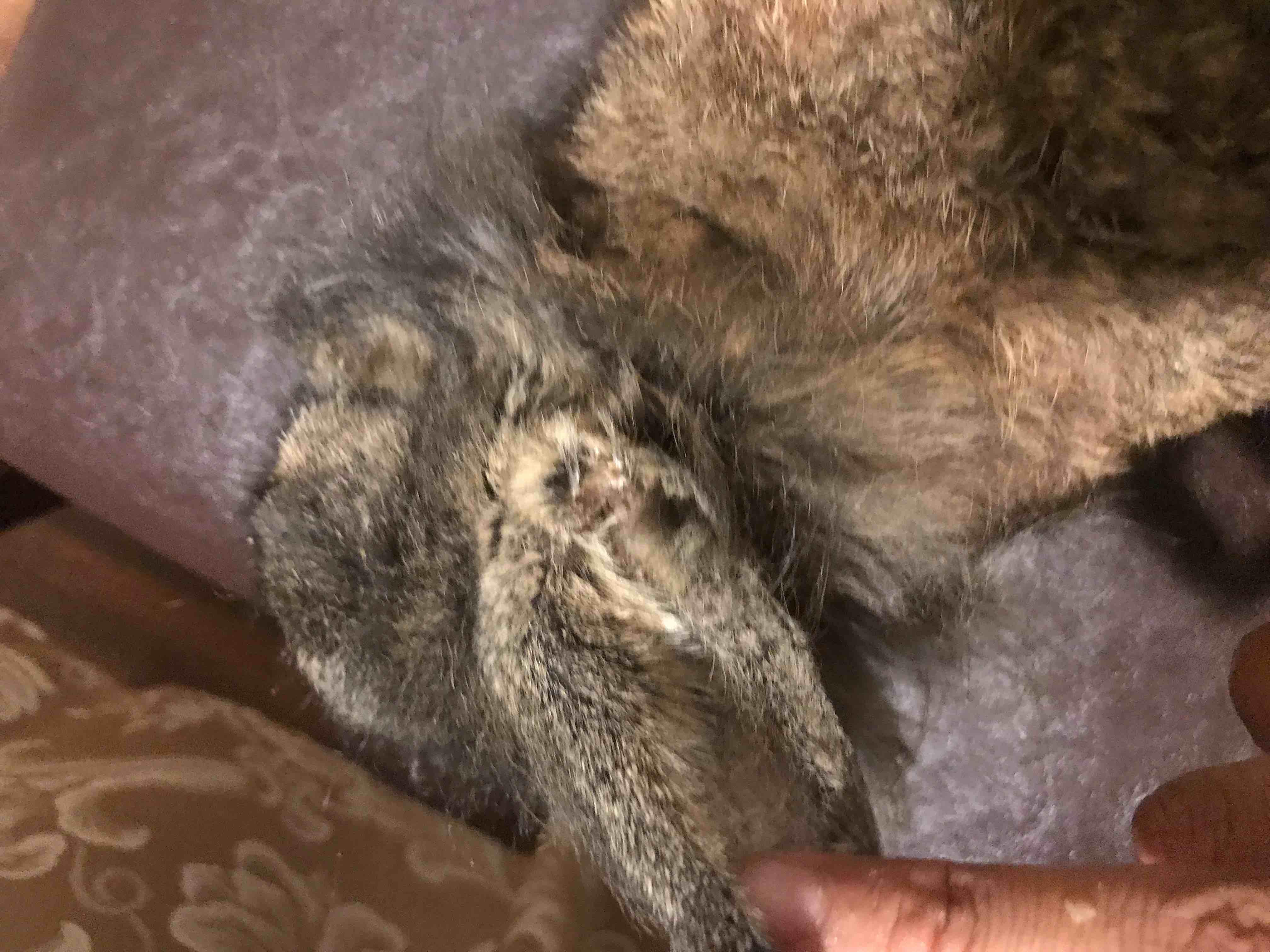 Bunny Has Severe Ear Mites & Won't Eat? Find Treatment Info | Petco