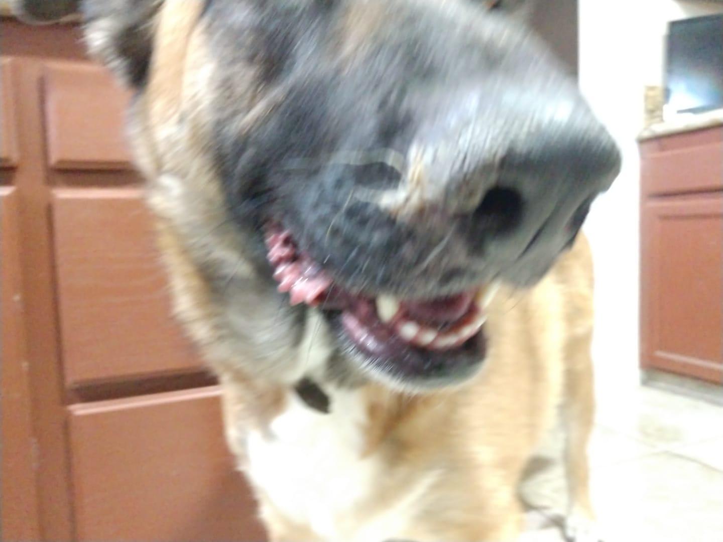 My dog has a snotty nose. Is it serious, or will it clear up? | Petco
