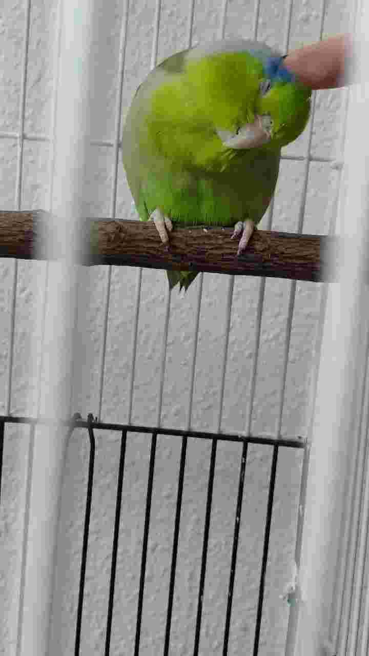 Image showcasing My parrotlet has a new fleshy growth on its beak. What is it? | Petco