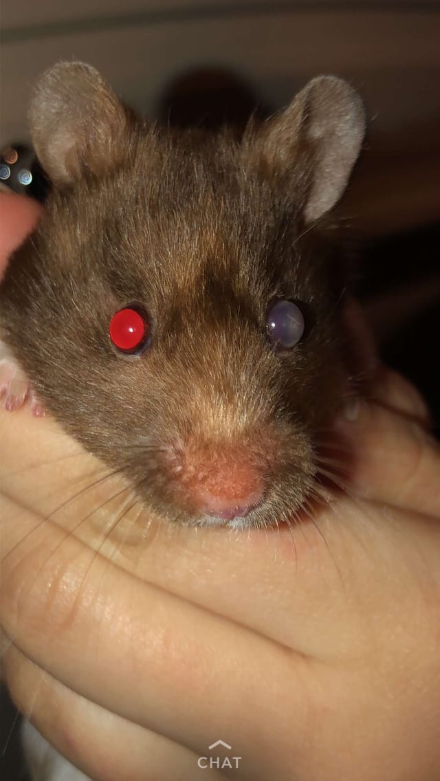 Why is my hamster's cloudy eye getting worse with eye drops? | Petco