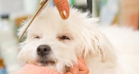 What Vaccinations Does My Dog Need Before Going to the Groomer?