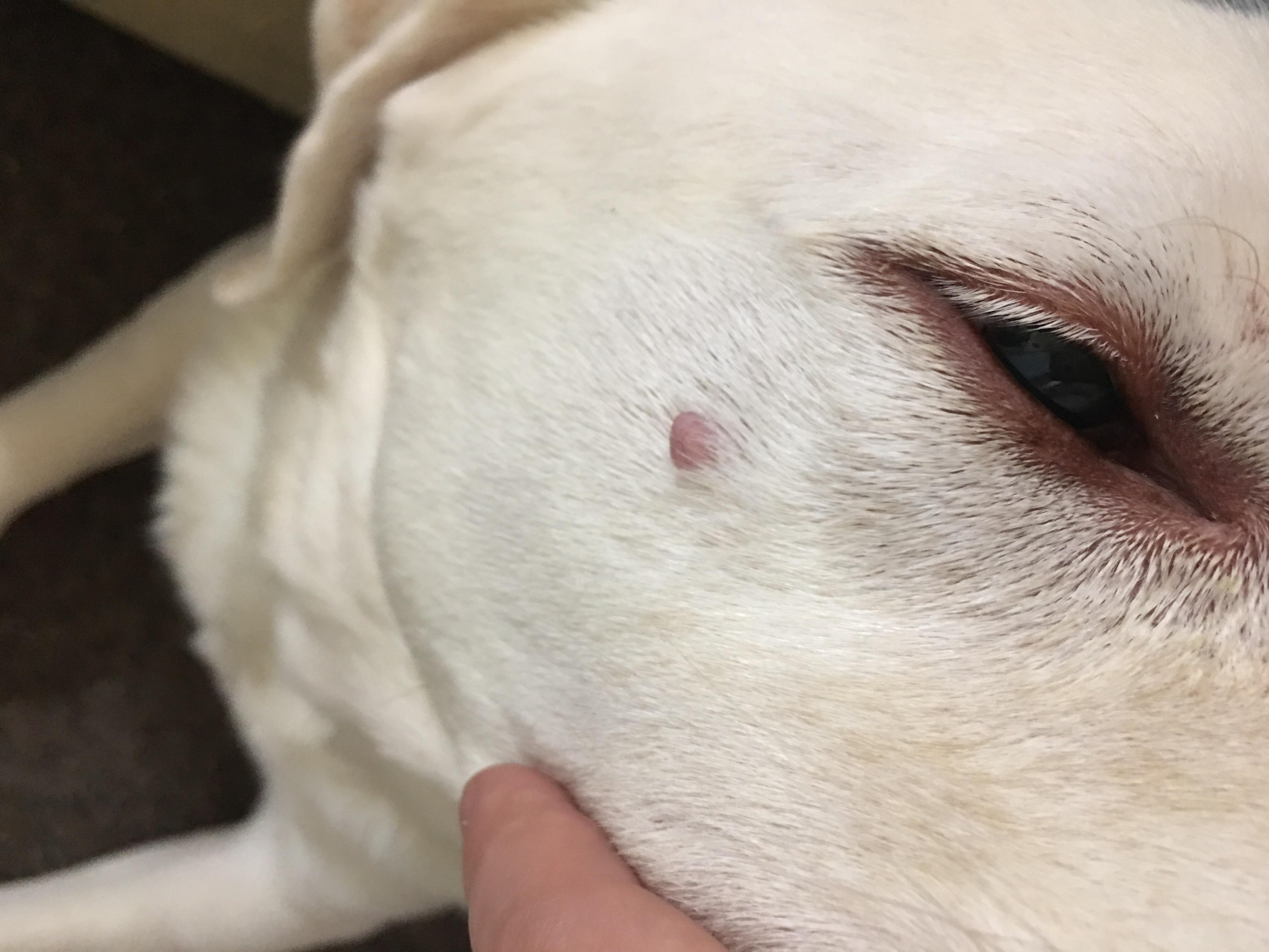 my-dog-has-pink-round-bumps-could-it-be-cancer-learn-more-petco