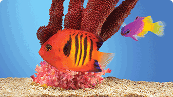 Petco Saltwater Aquarium 2025