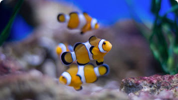 Saltwater Fish | Petco