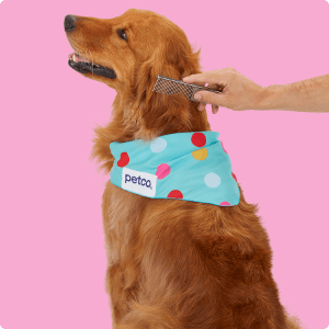 Petco dog hot sale accessories