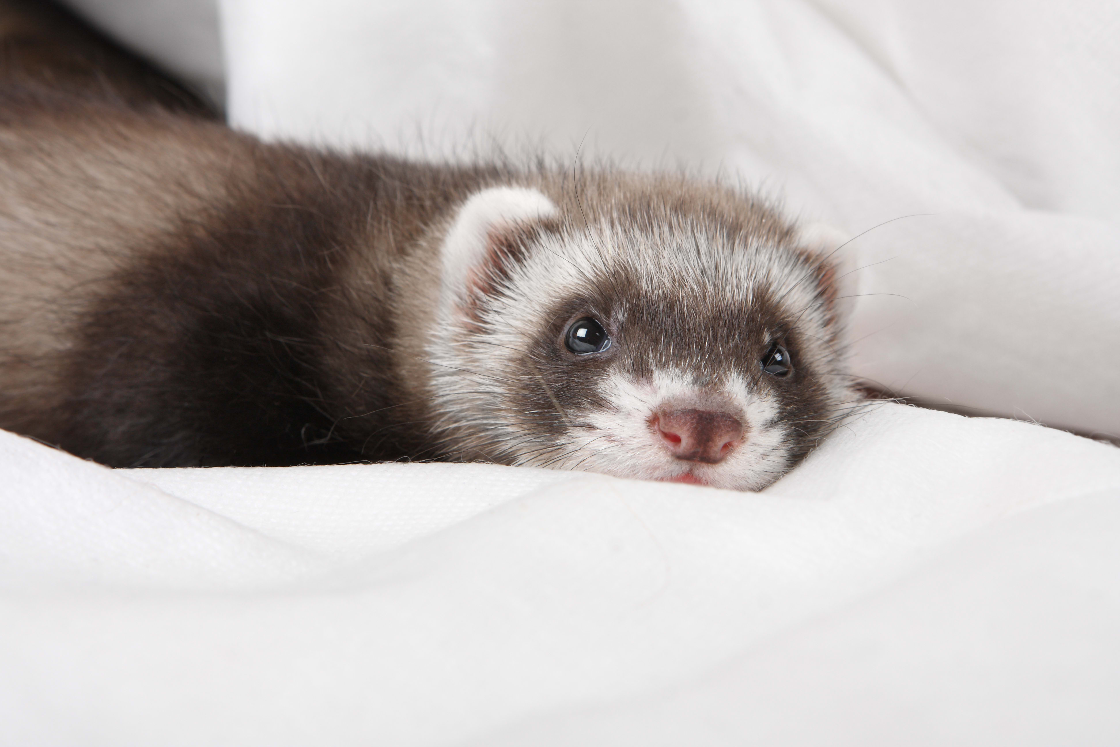 Fun Facts about Ferrets | Petco | Cool Facts About Ferrets, How Old Are The  Ferrets At Petco