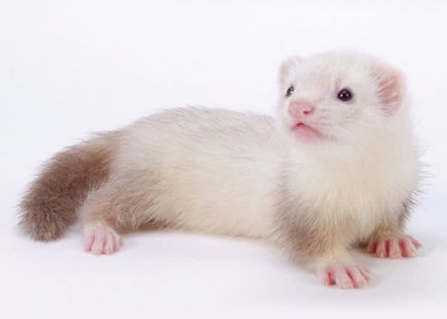 Ferret Petco