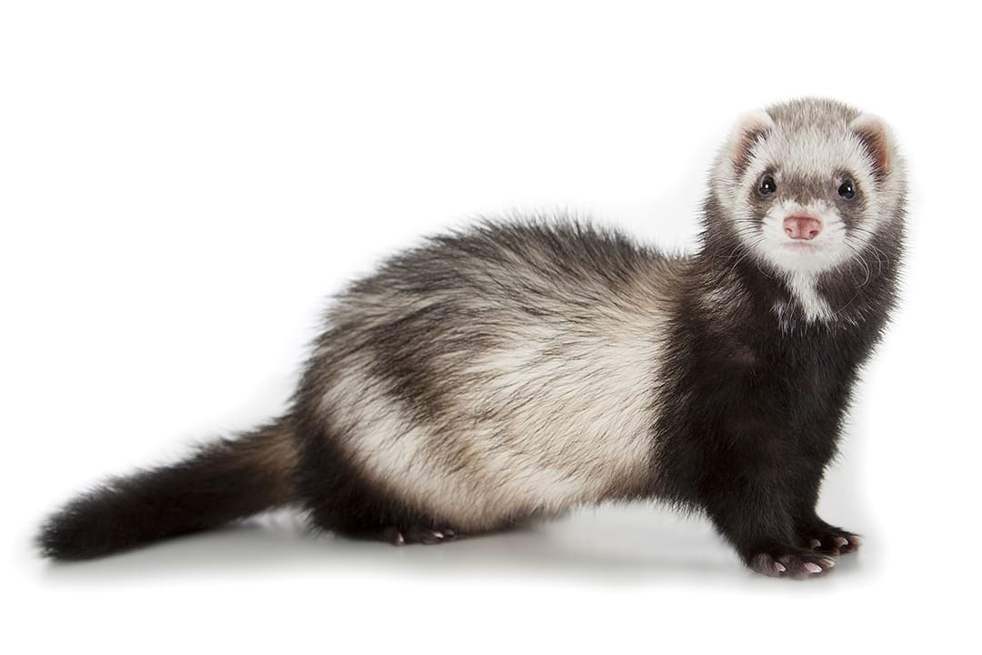 Ferret (Mustela putorius furo)