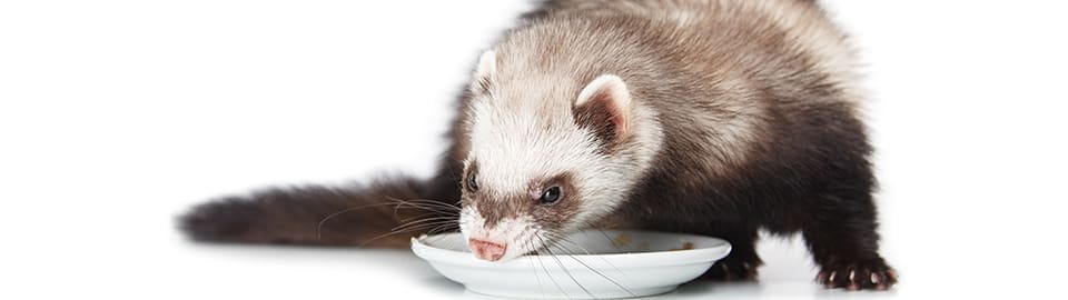 Do ferrets eat discount meat