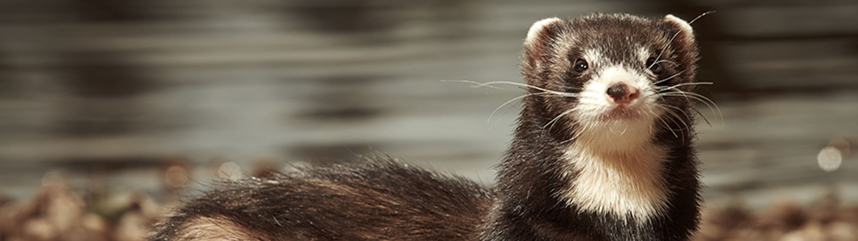 ferret blurred background